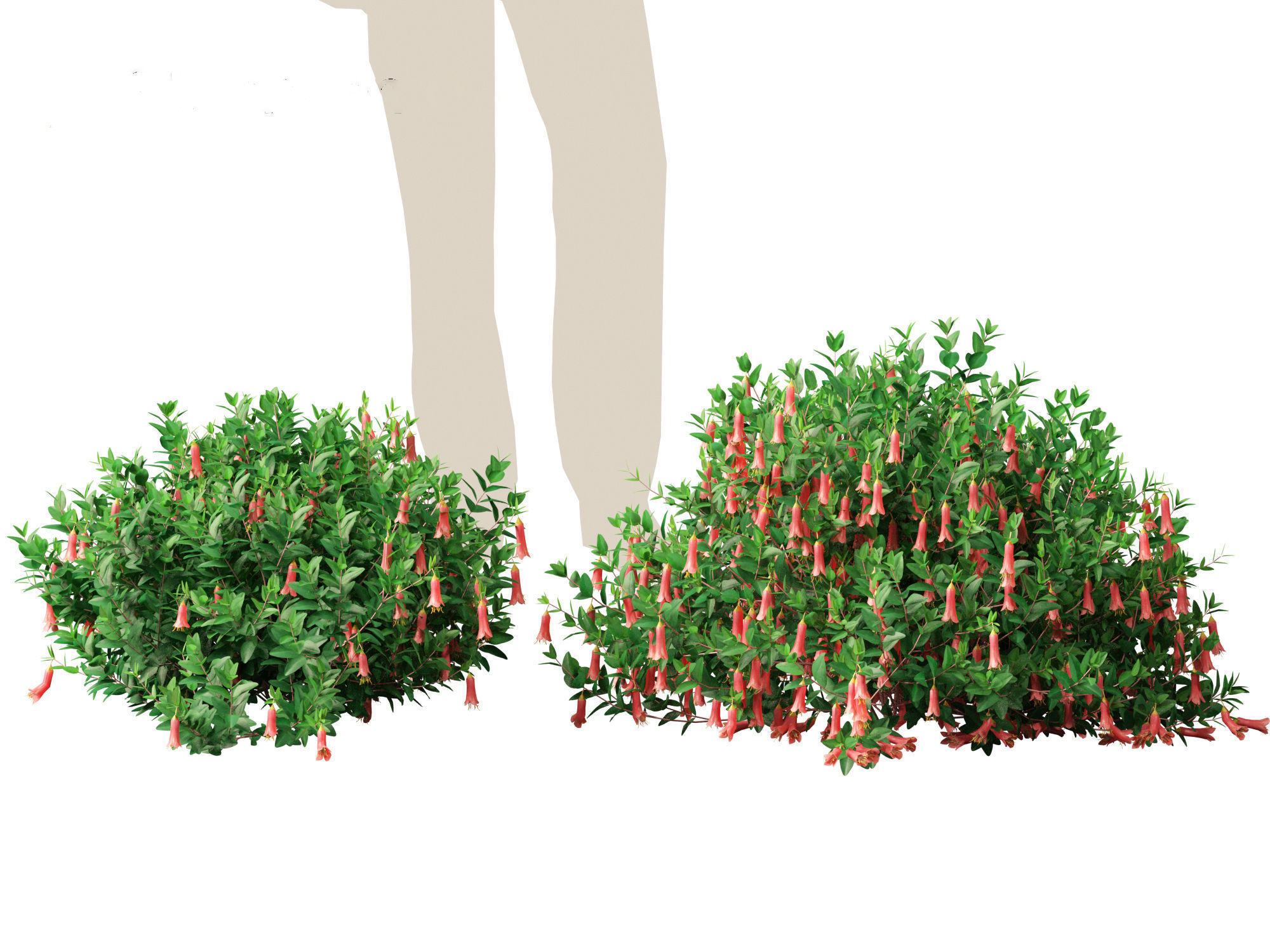 Correa dusky bells - Native Fuchsia 3D model_7