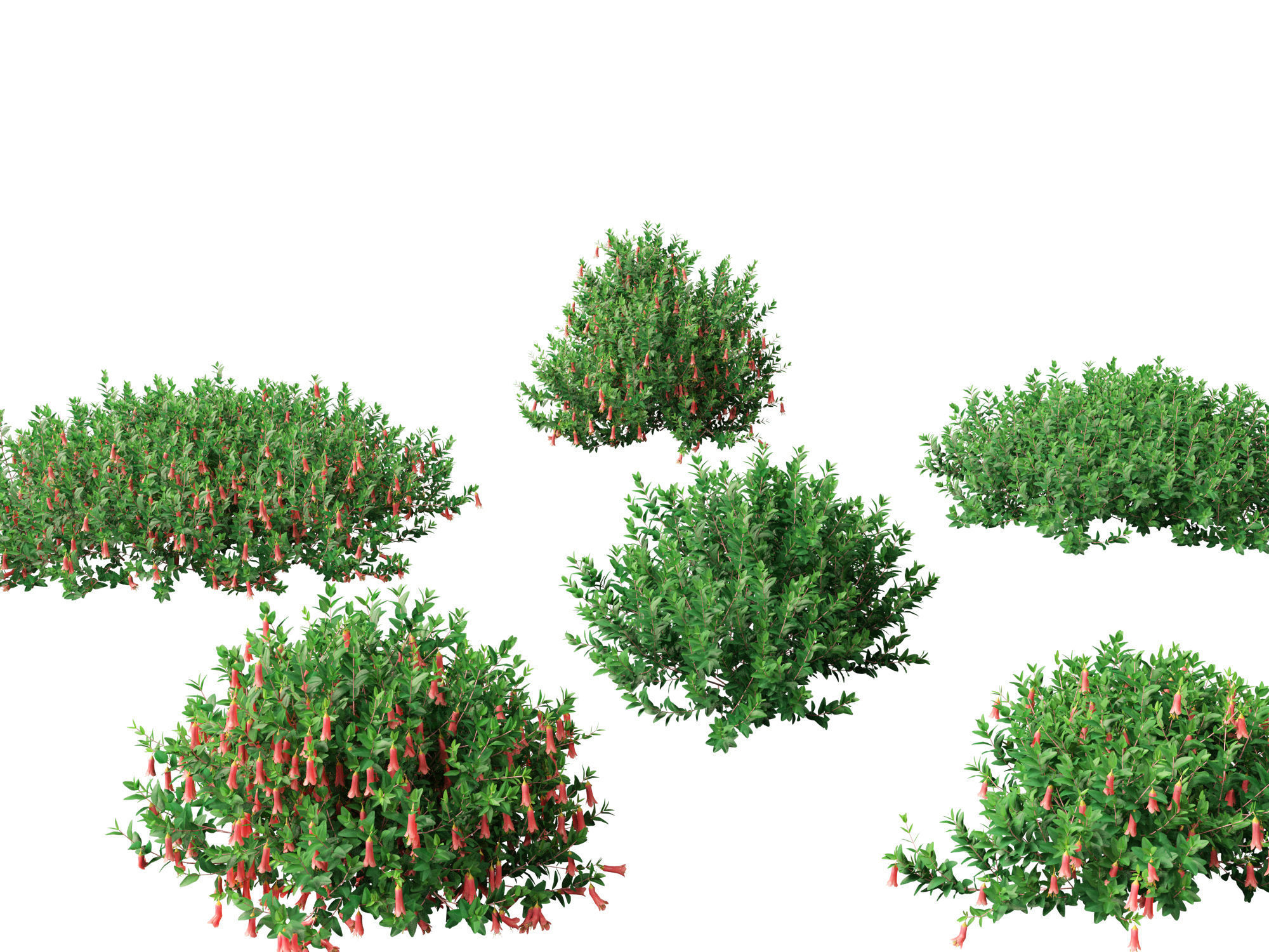 Correa dusky bells - Native Fuchsia 3D model_11