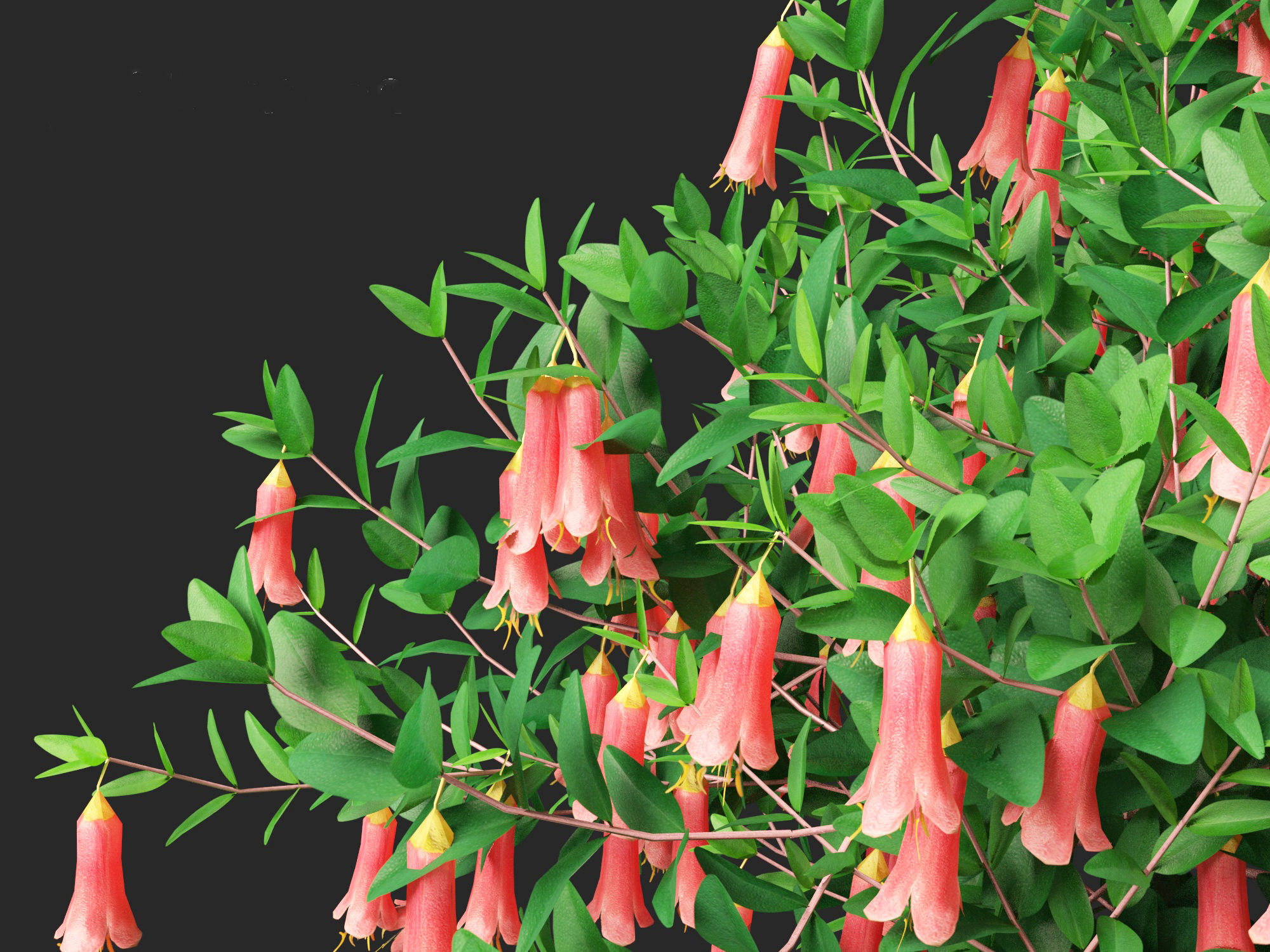 Correa dusky bells - Native Fuchsia 3D model_3