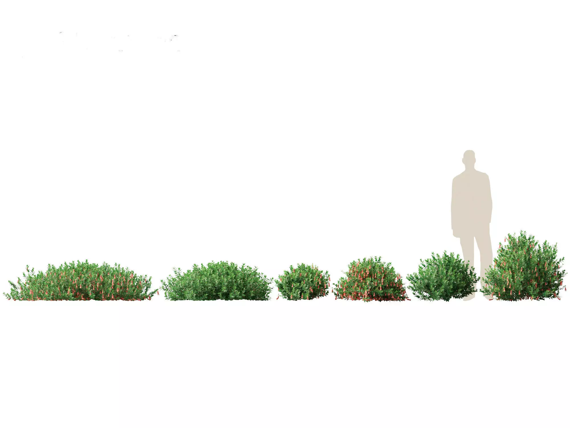 Correa dusky bells - Native Fuchsia 3D model_0