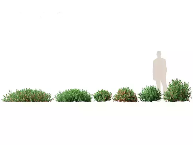 Correa dusky bells - Native Fuchsia