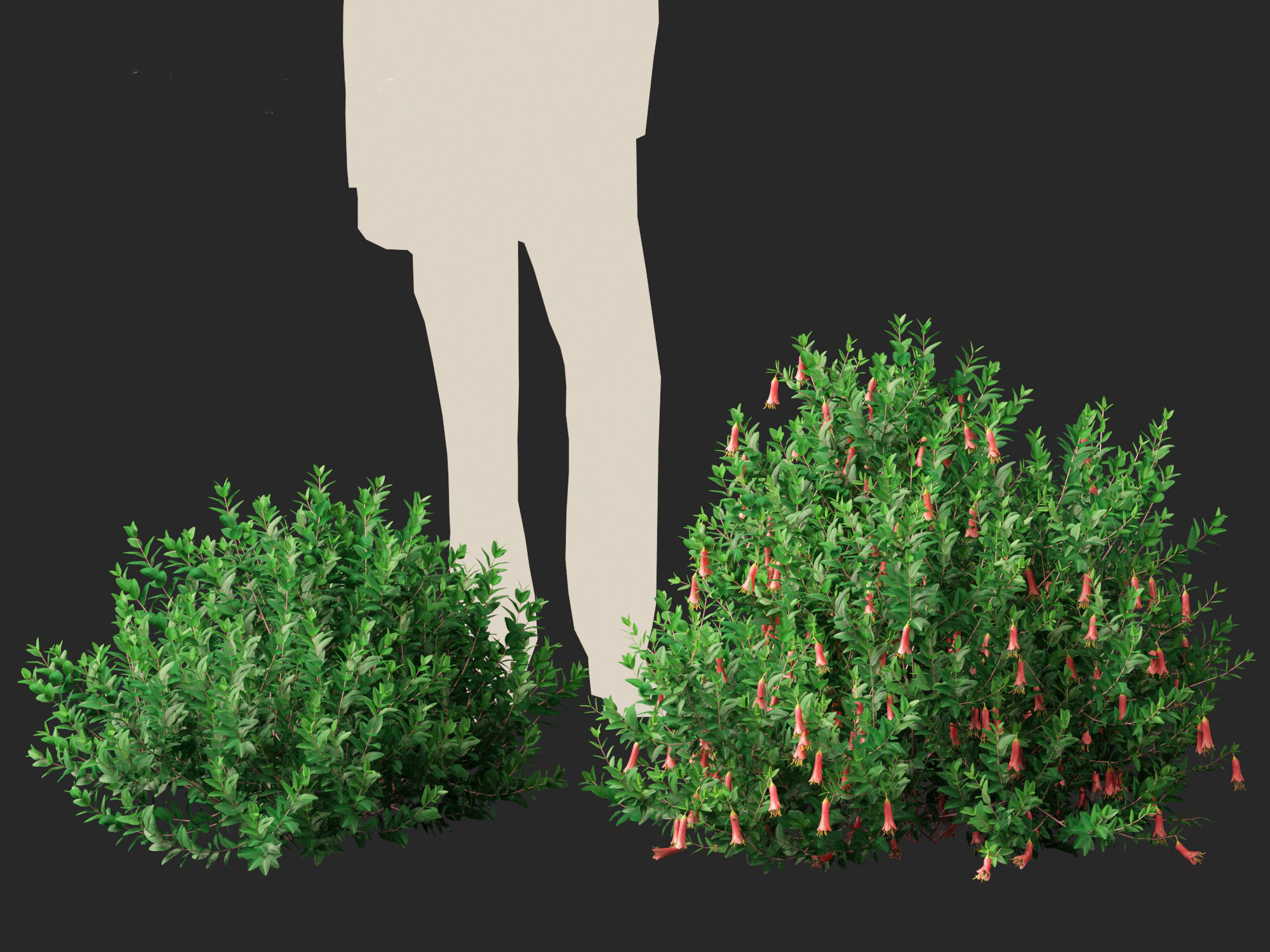 Correa dusky bells - Native Fuchsia 3D model_10