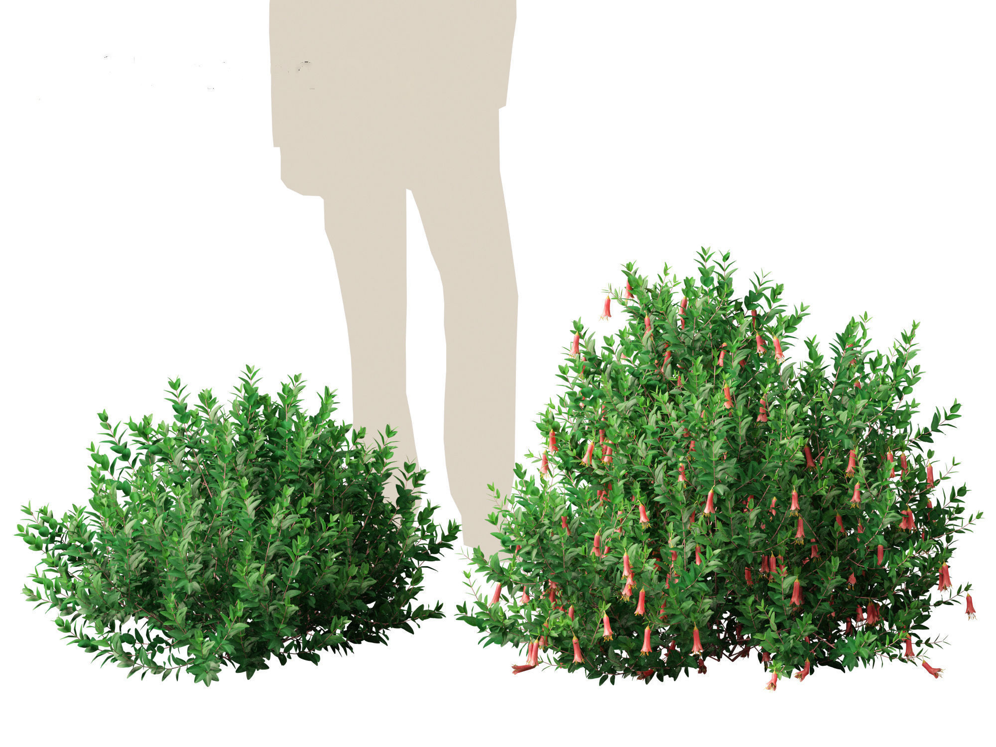 Correa dusky bells - Native Fuchsia 3D model_9