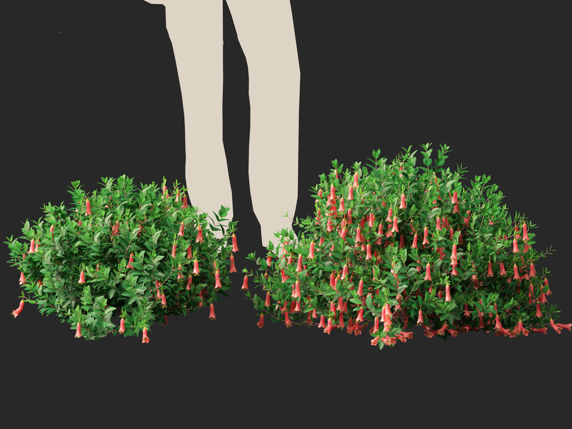 Correa dusky bells - Native Fuchsia 3D model_8