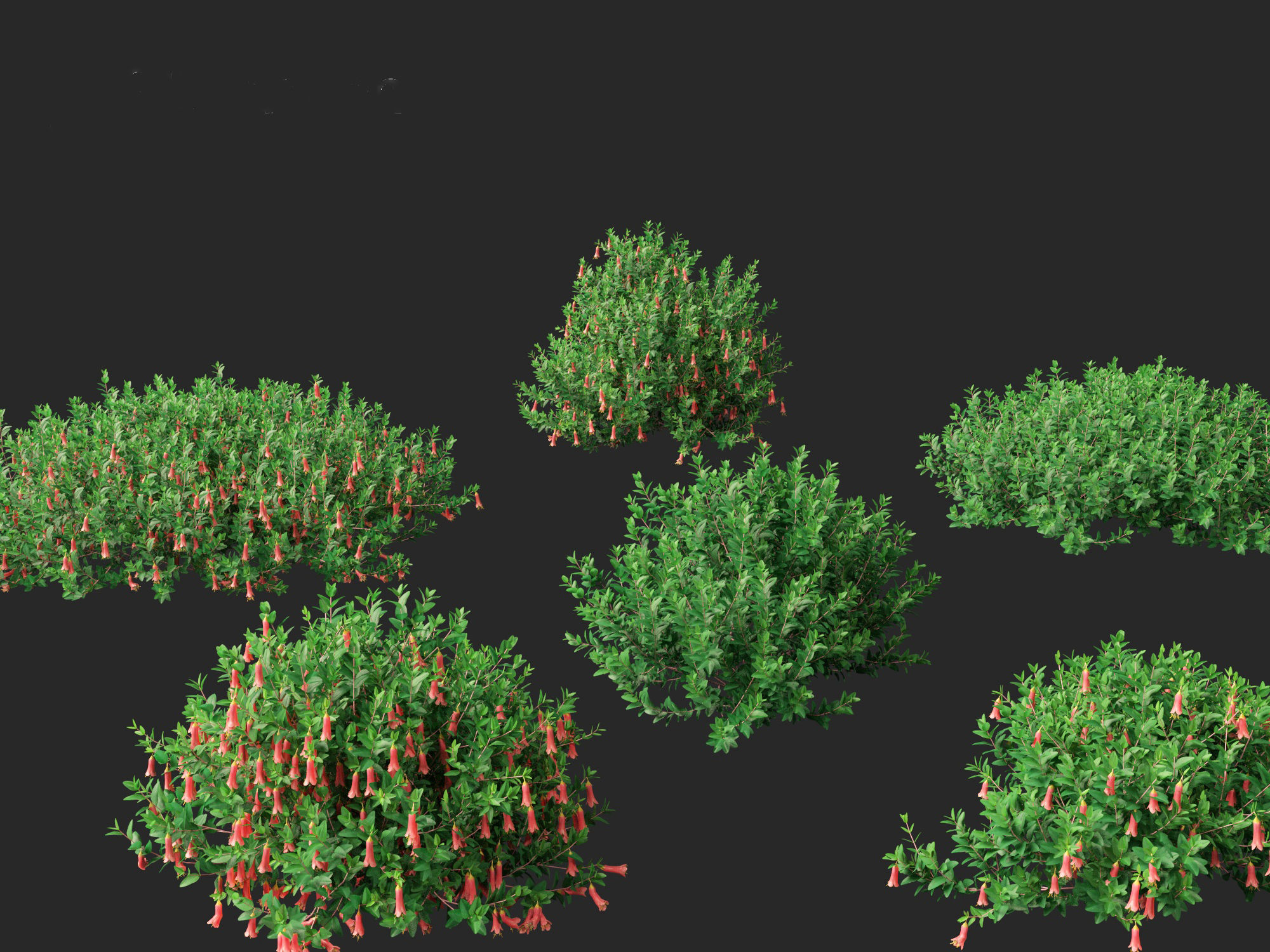 Correa dusky bells - Native Fuchsia 3D model_1