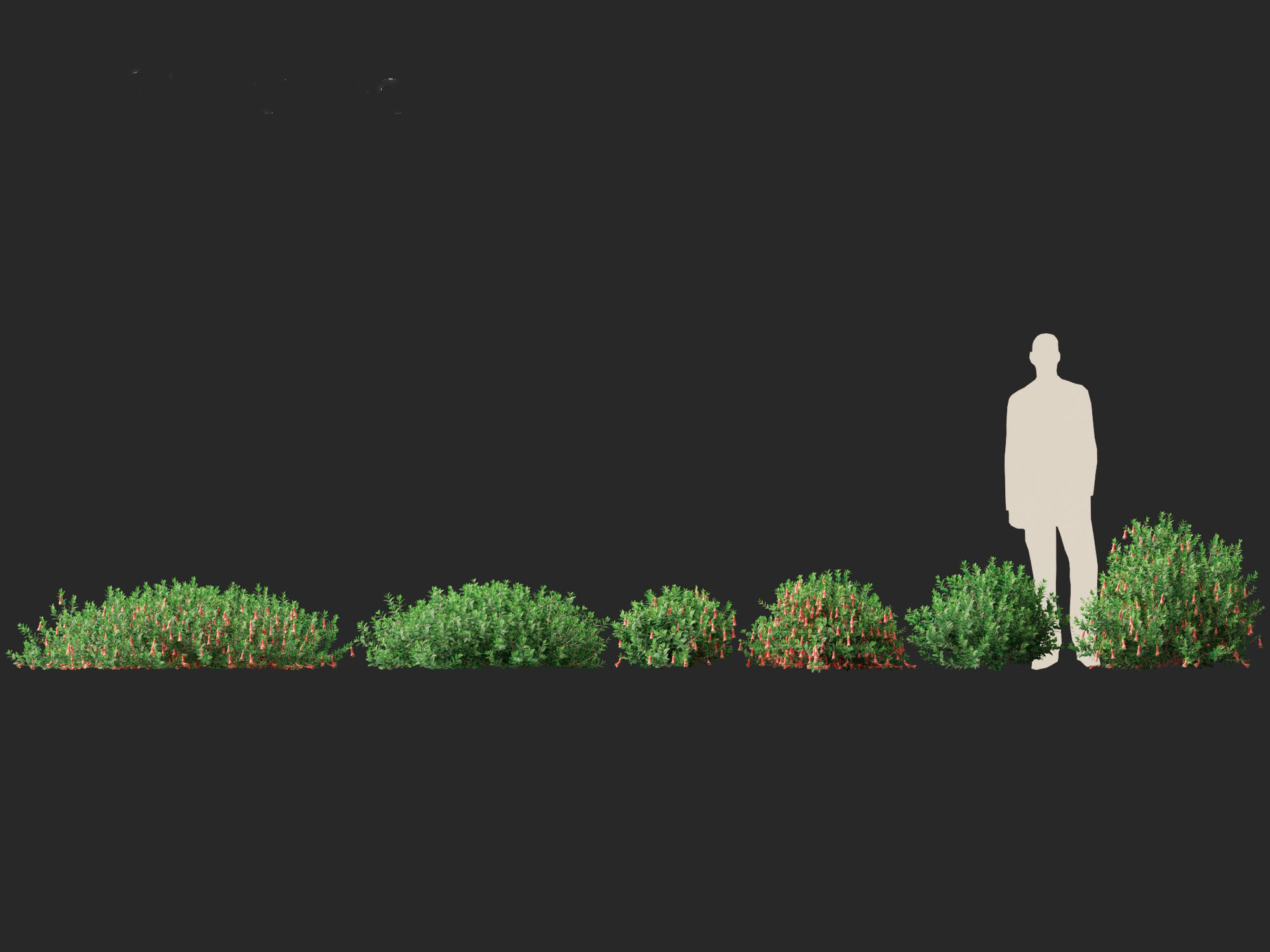 Correa dusky bells - Native Fuchsia 3D model_4