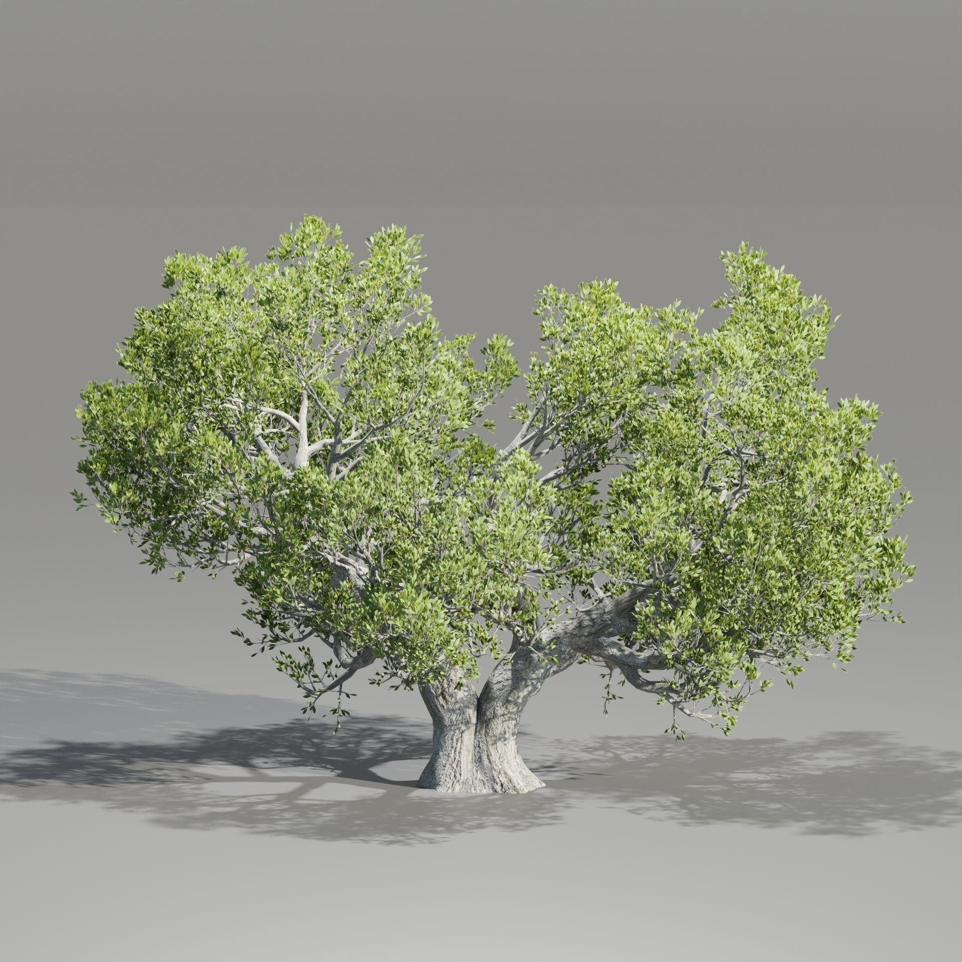 50 Tree Models Collection-Blender 3D model_15