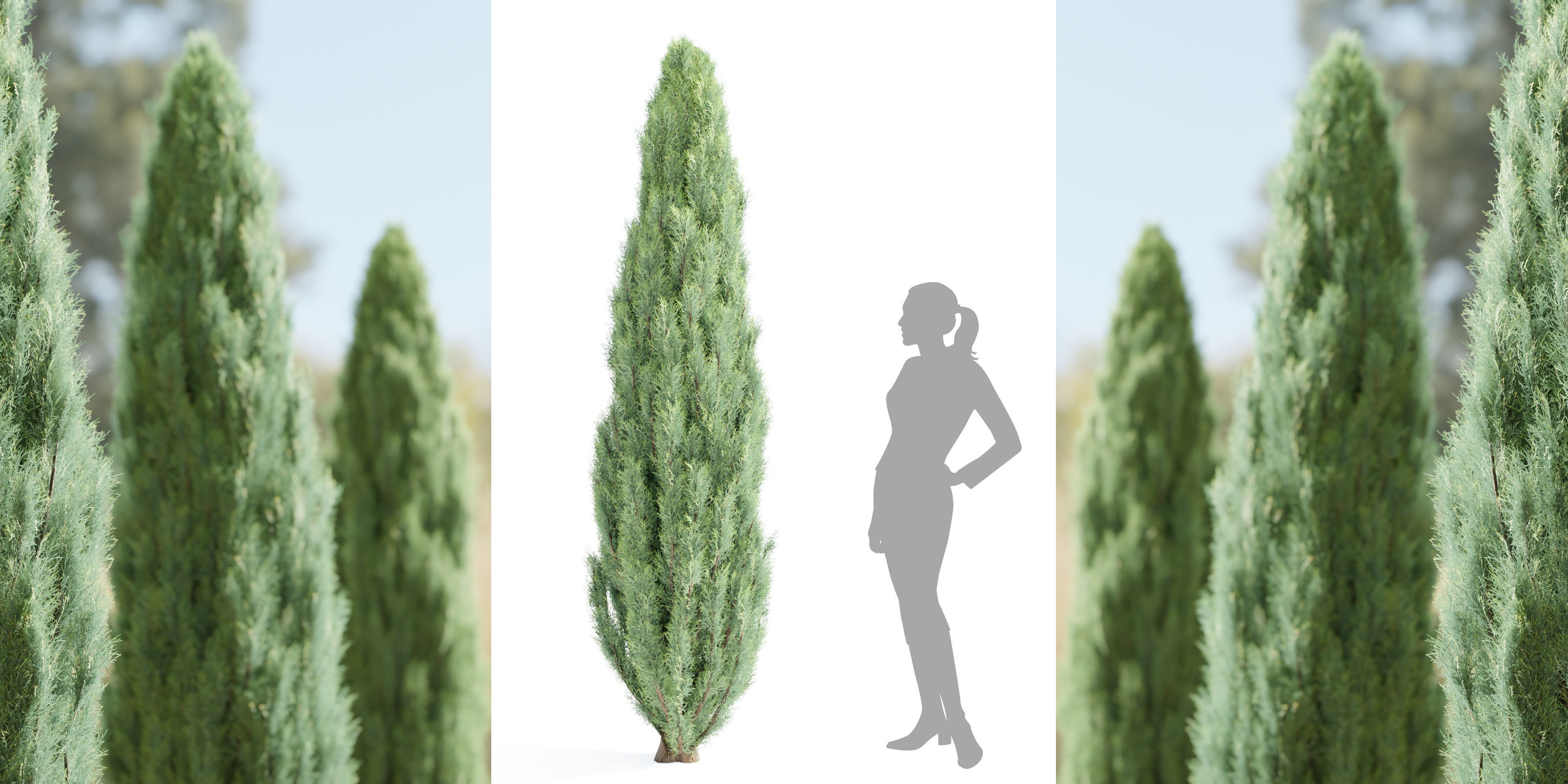 50 Tree Models Collection-Blender 3D model_47