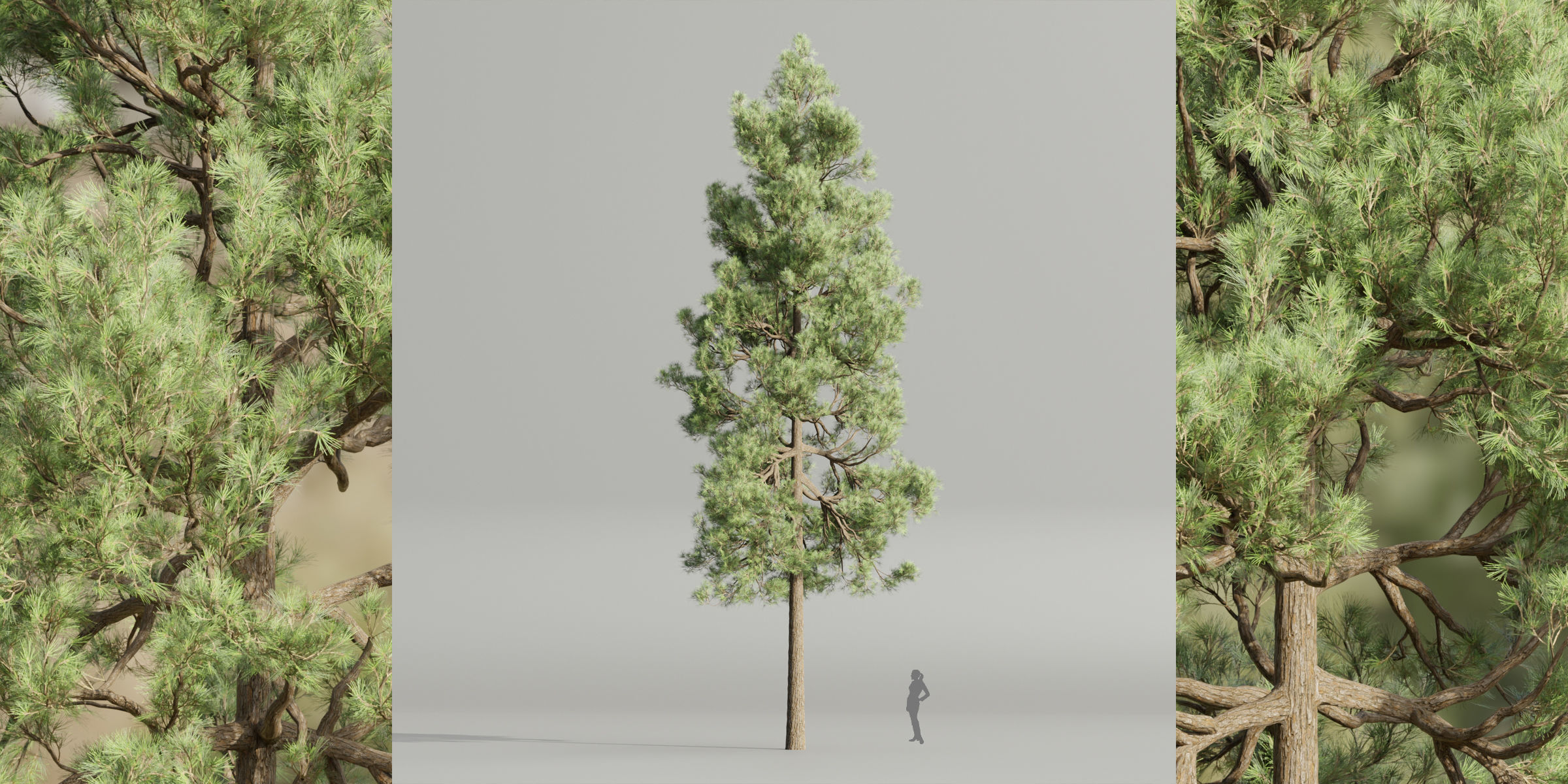 50 Tree Models Collection-Blender 3D model_33