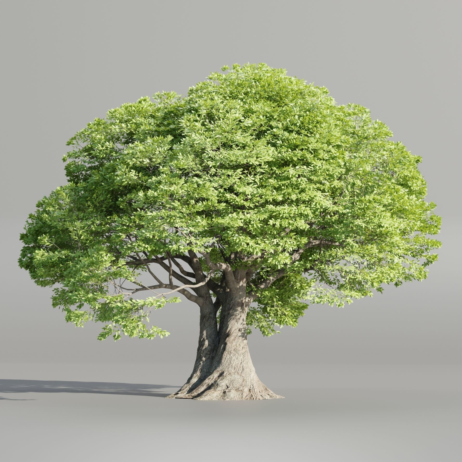 50 Tree Models Collection-Blender 3D model_22