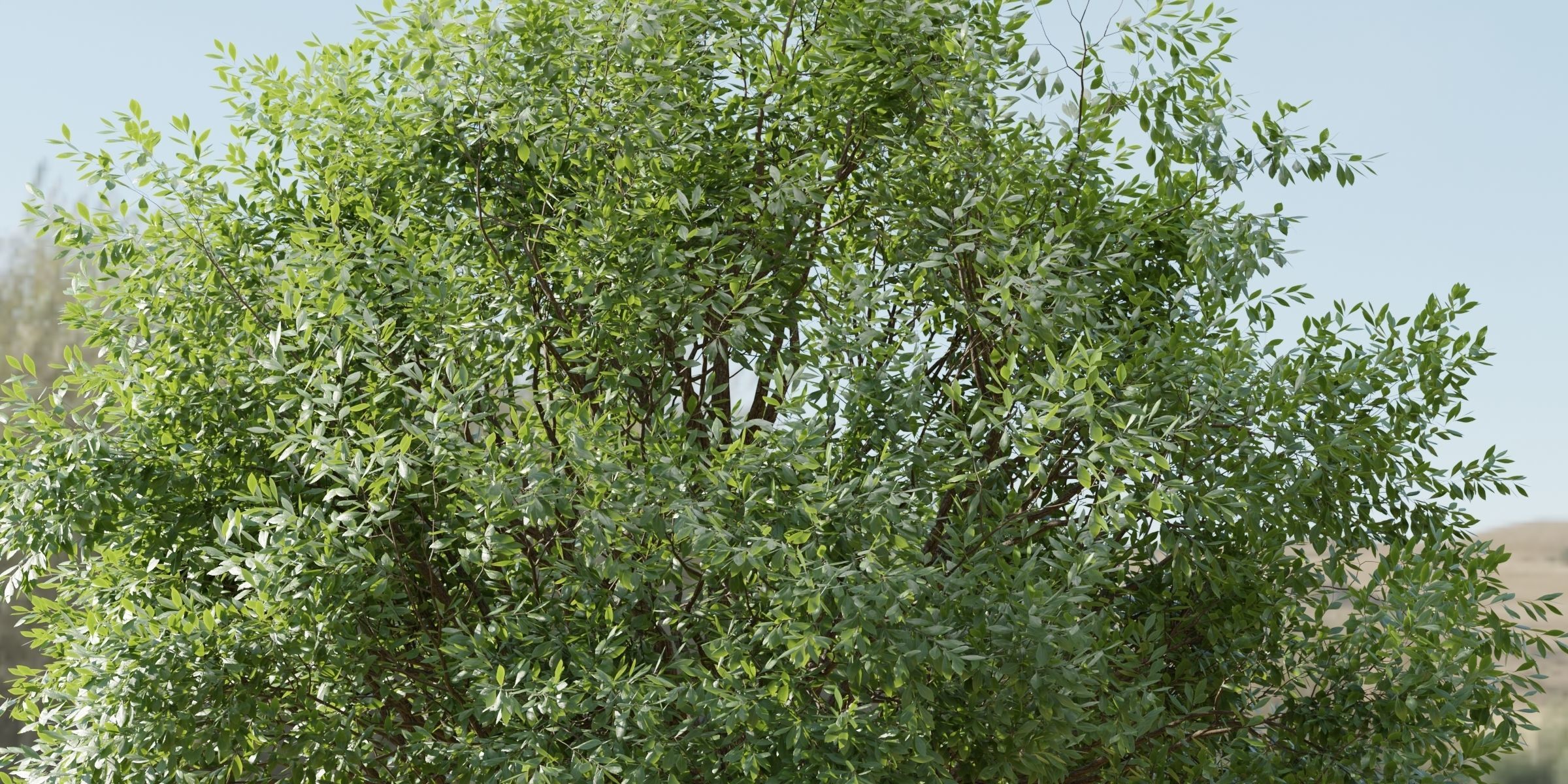 50 Tree Models Collection-Blender 3D model_54