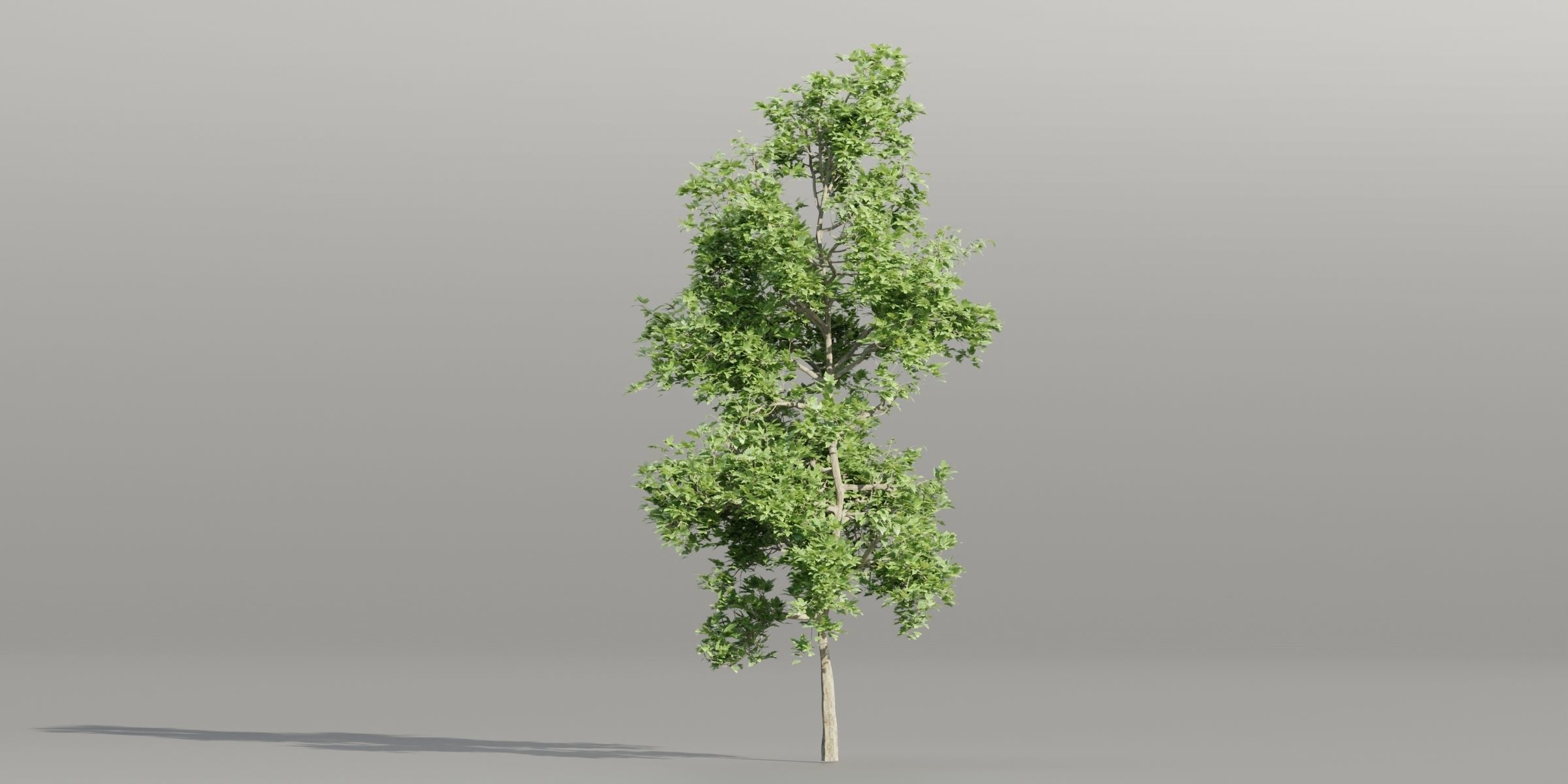 50 Tree Models Collection-Blender 3D model_28