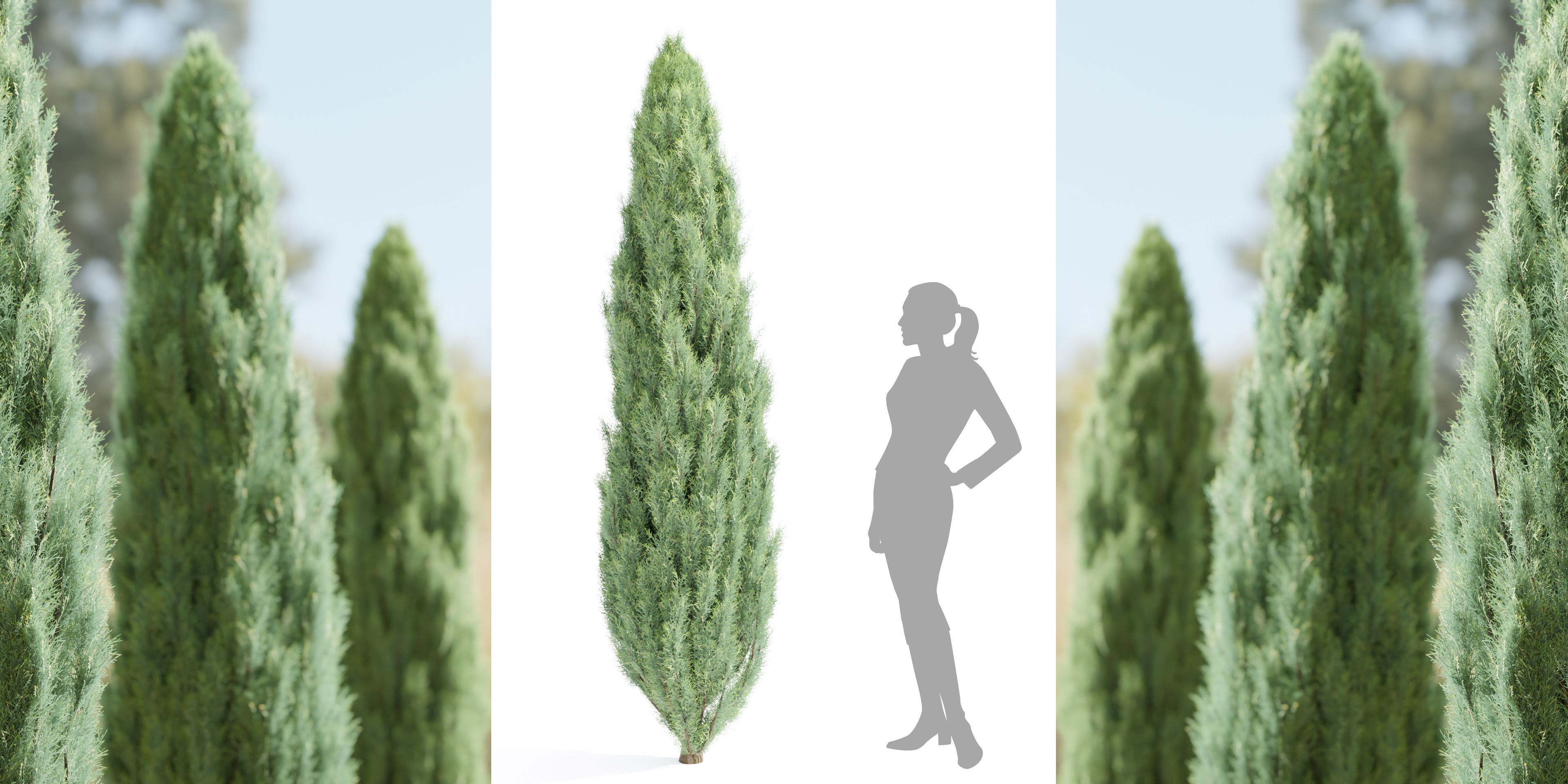 50 Tree Models Collection-Blender 3D model_48