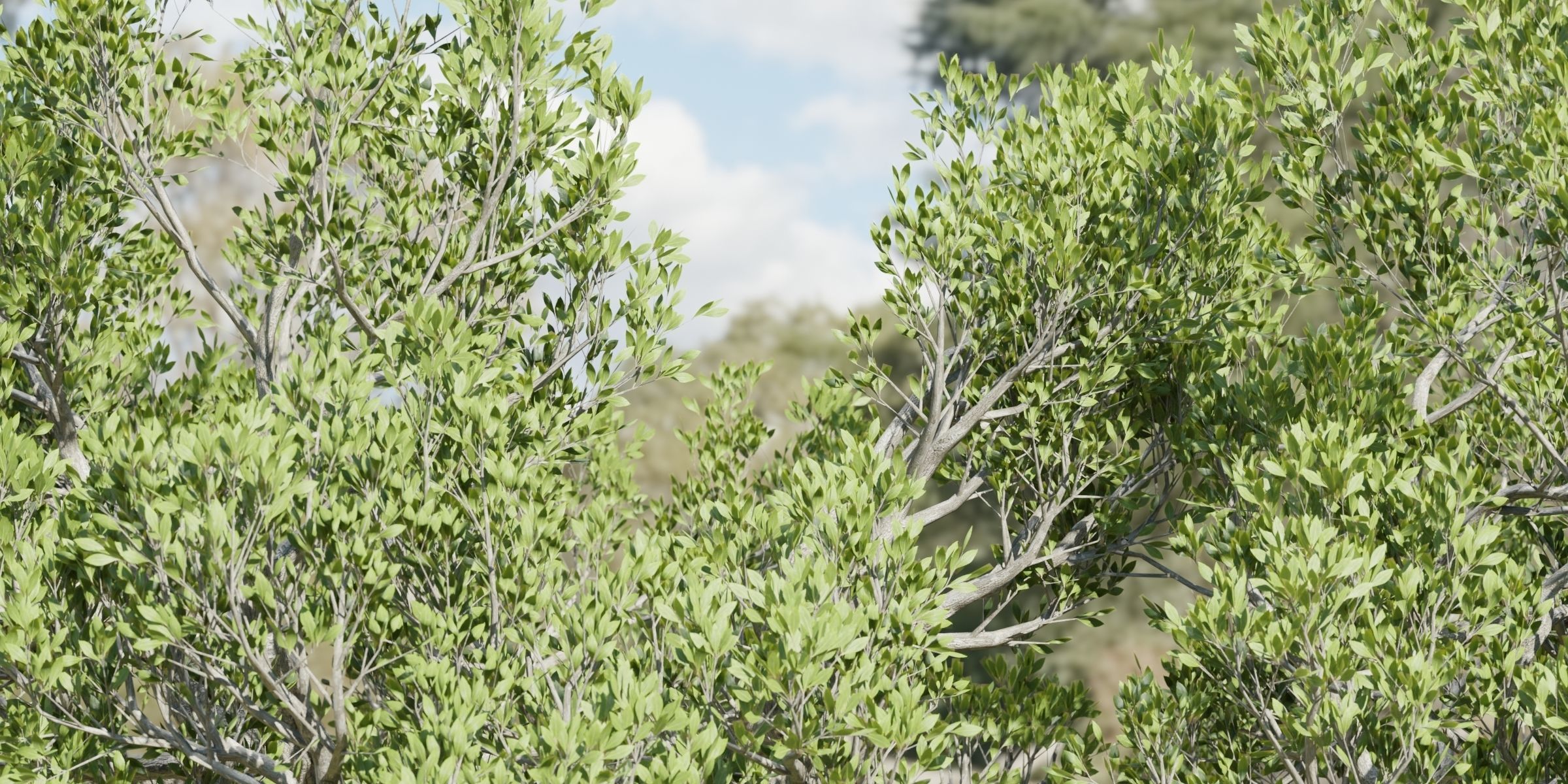 50 Tree Models Collection-Blender 3D model_55