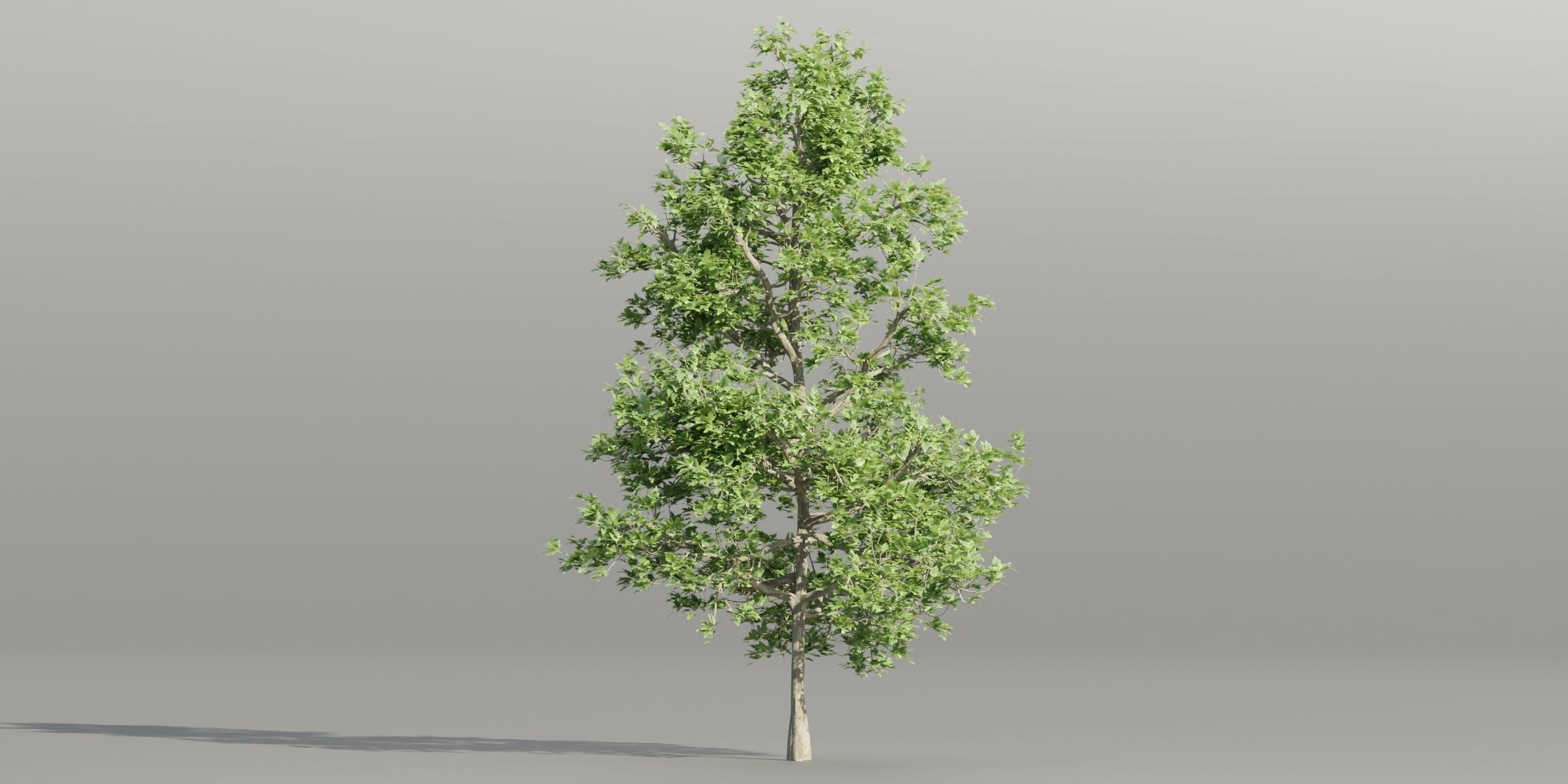 50 Tree Models Collection-Blender 3D model_27