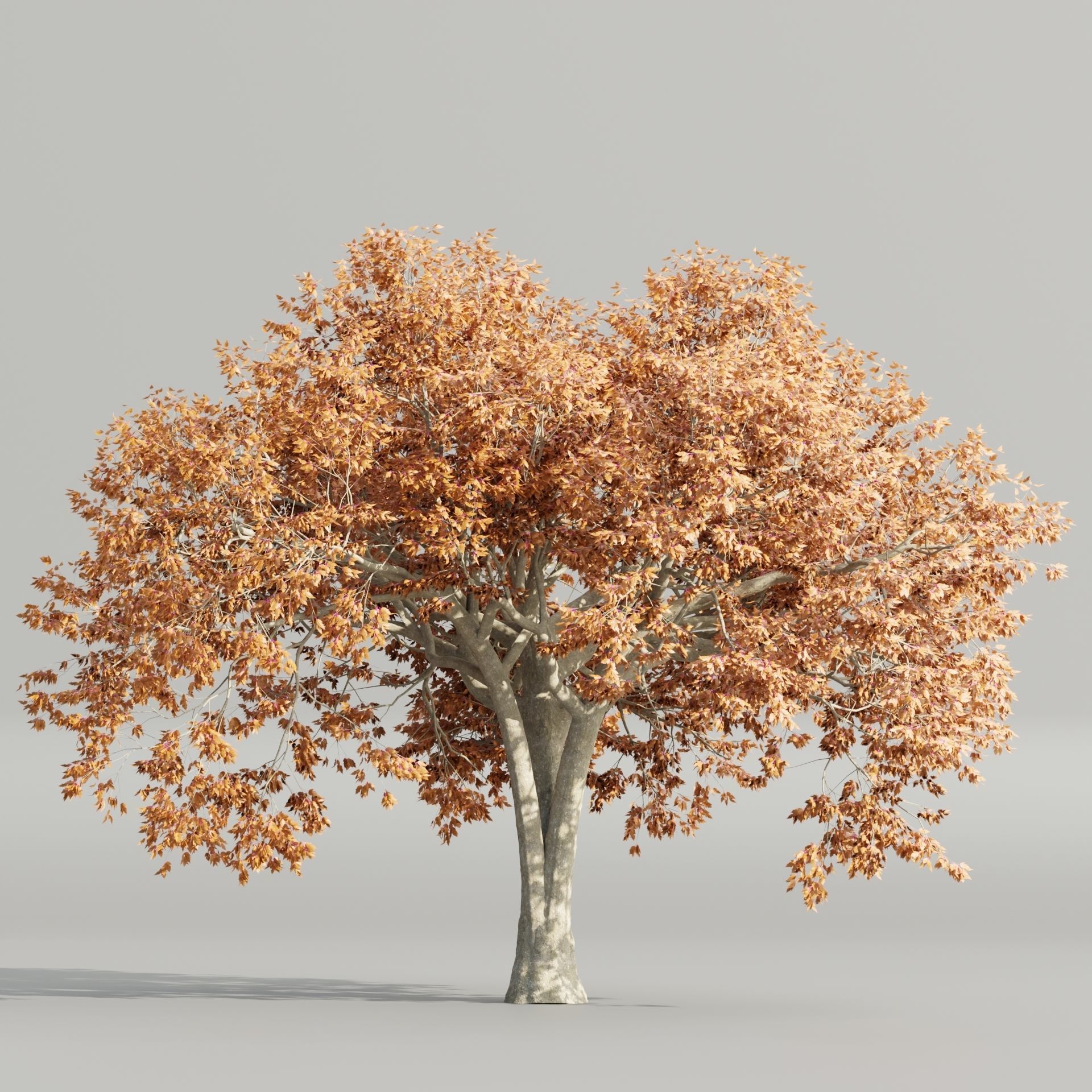 50 Tree Models Collection-Blender 3D model_23