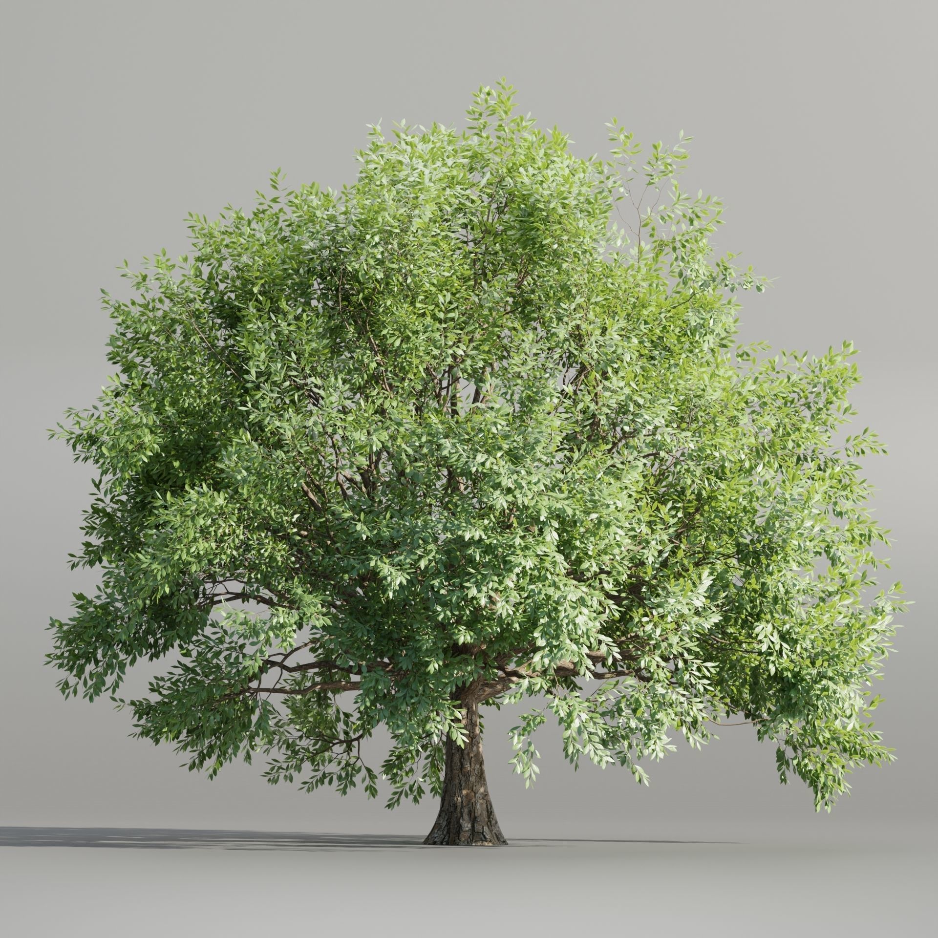 50 Tree Models Collection-Blender 3D model_14