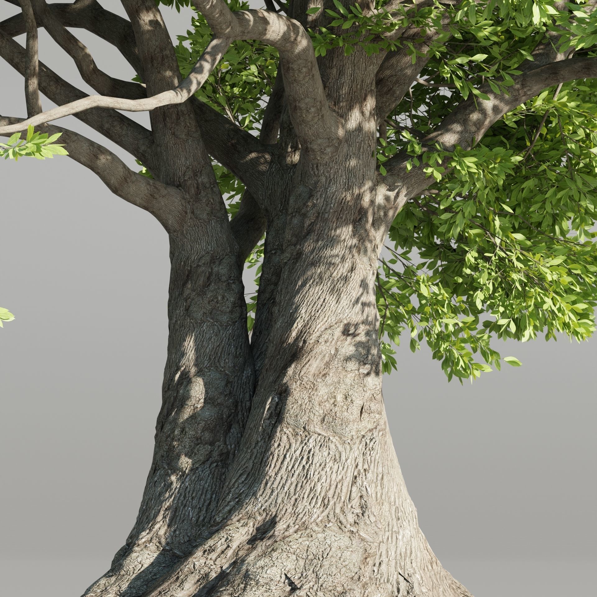 50 Tree Models Collection-Blender 3D model_59