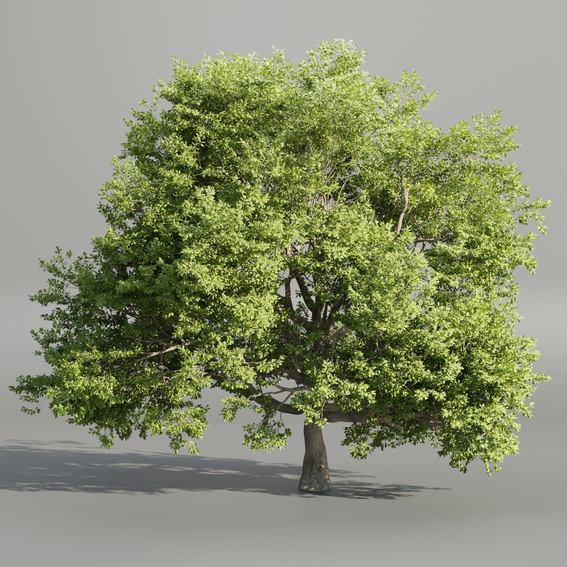 50 Tree Models Collection-Blender 3D model_16
