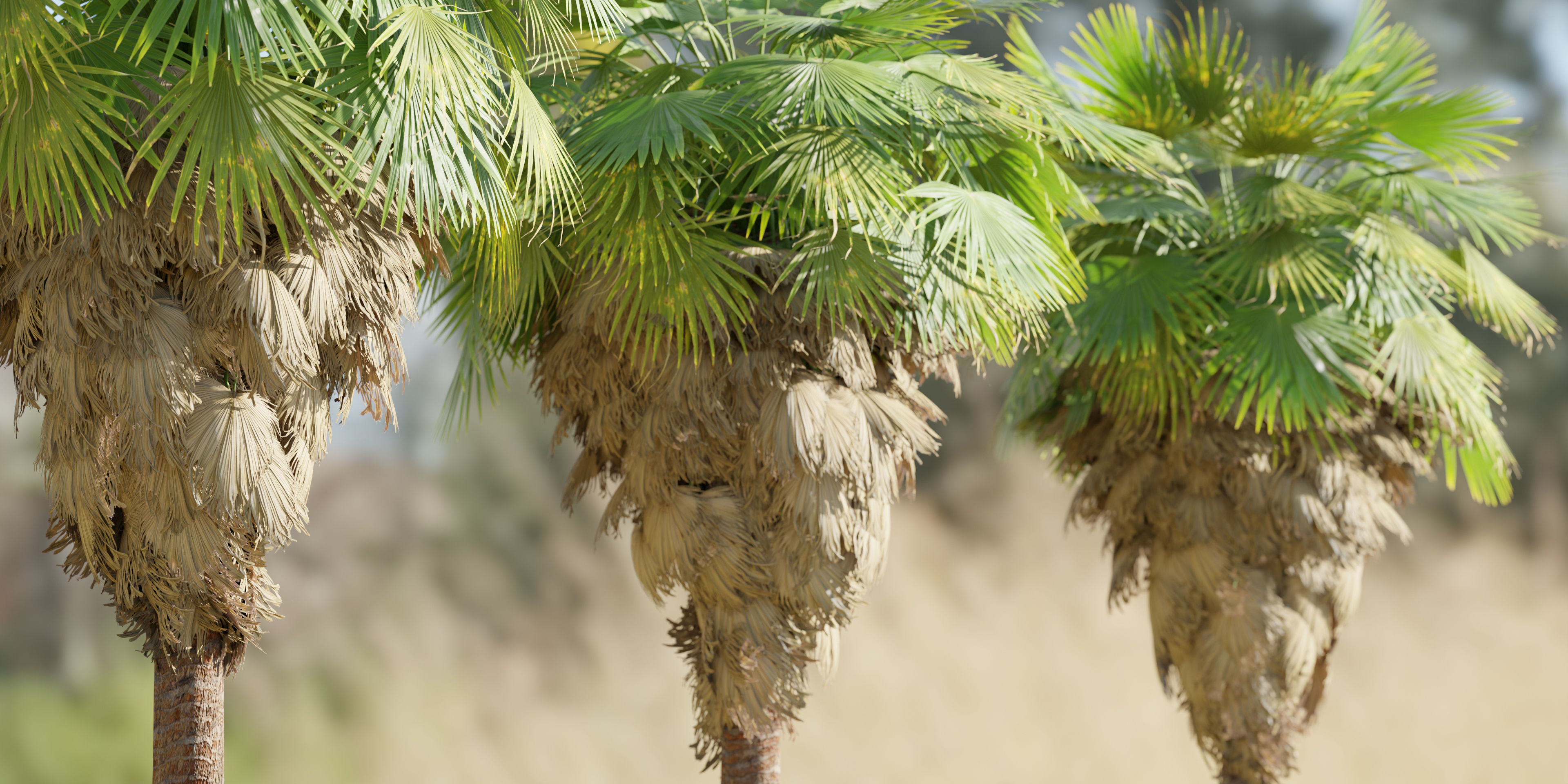 50 Tree Models Collection-Blender 3D model_9