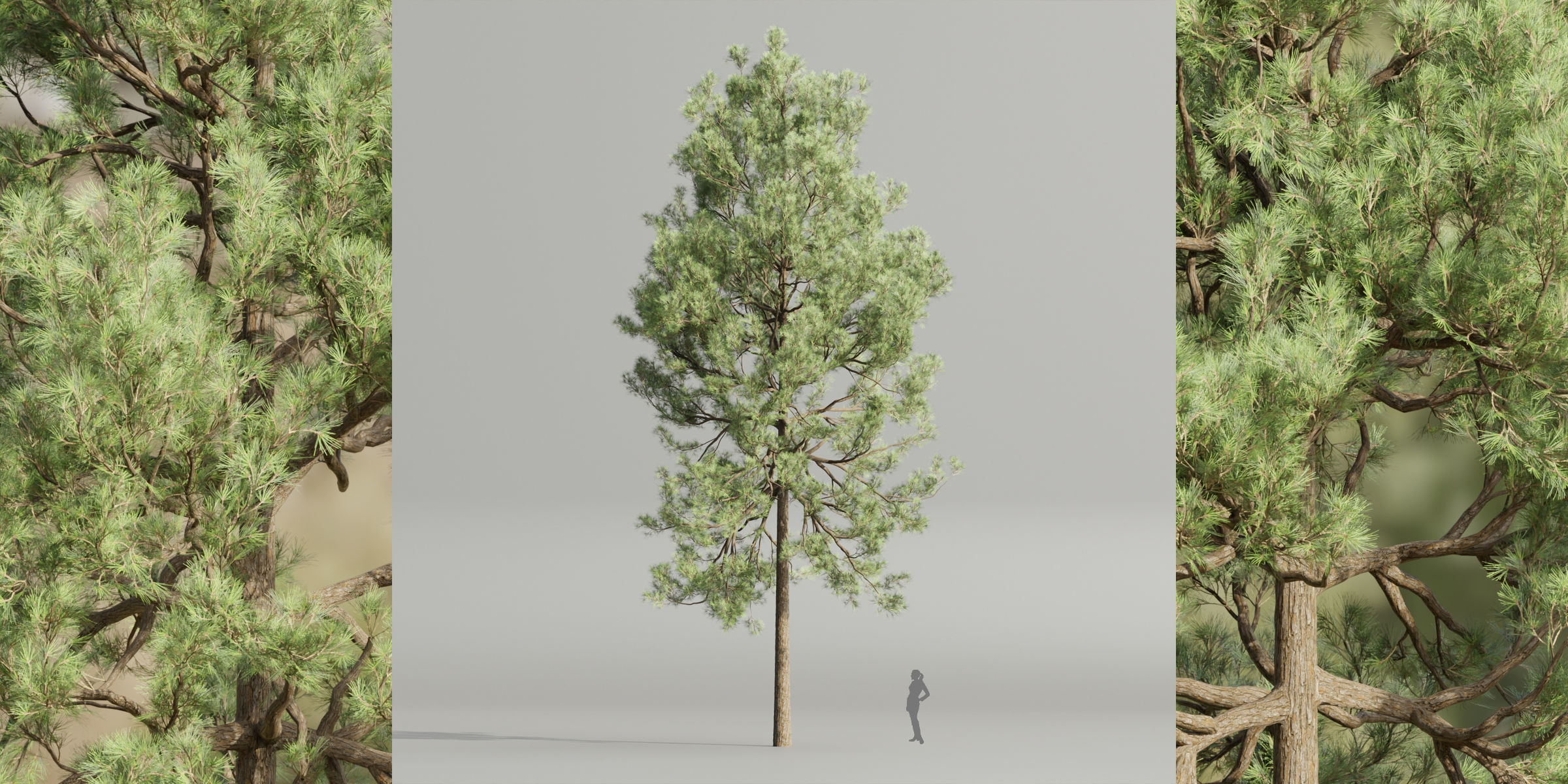 50 Tree Models Collection-Blender 3D model_34