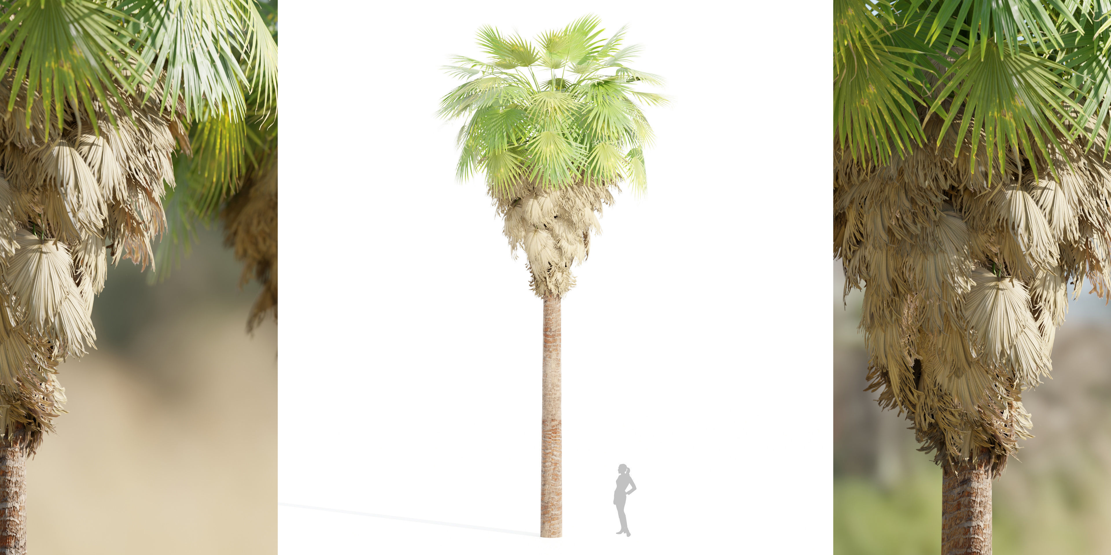 50 Tree Models Collection-Blender 3D model_51