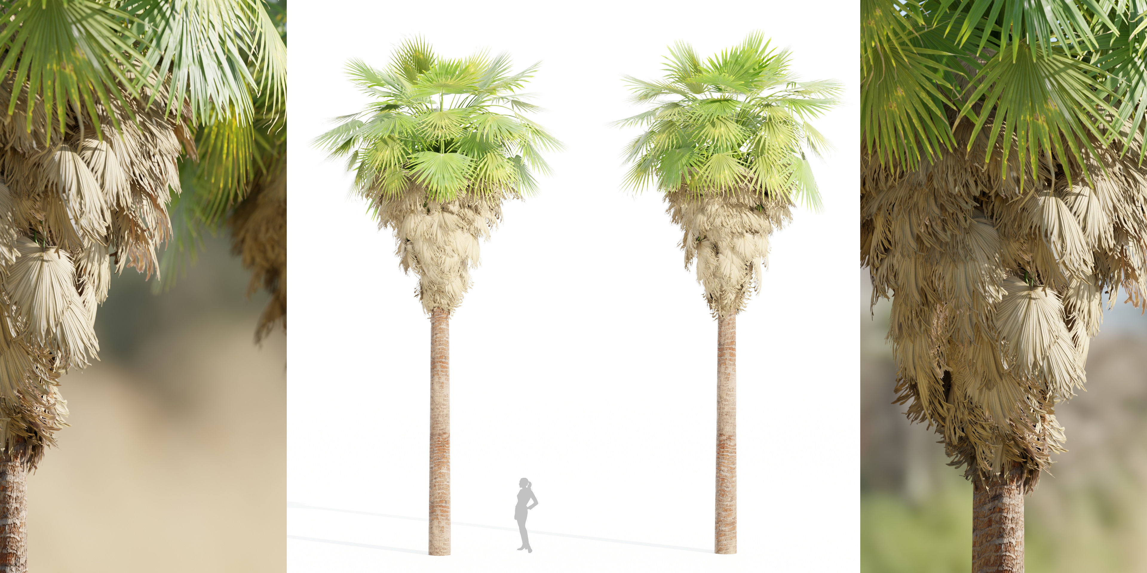 50 Tree Models Collection-Blender 3D model_50