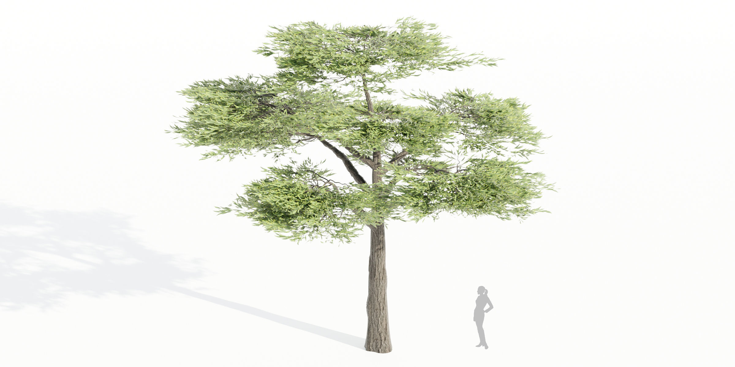 50 Tree Models Collection-Blender 3D model_45