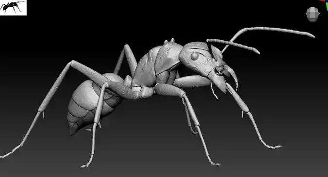 Parabonera ant beetle 3D print model