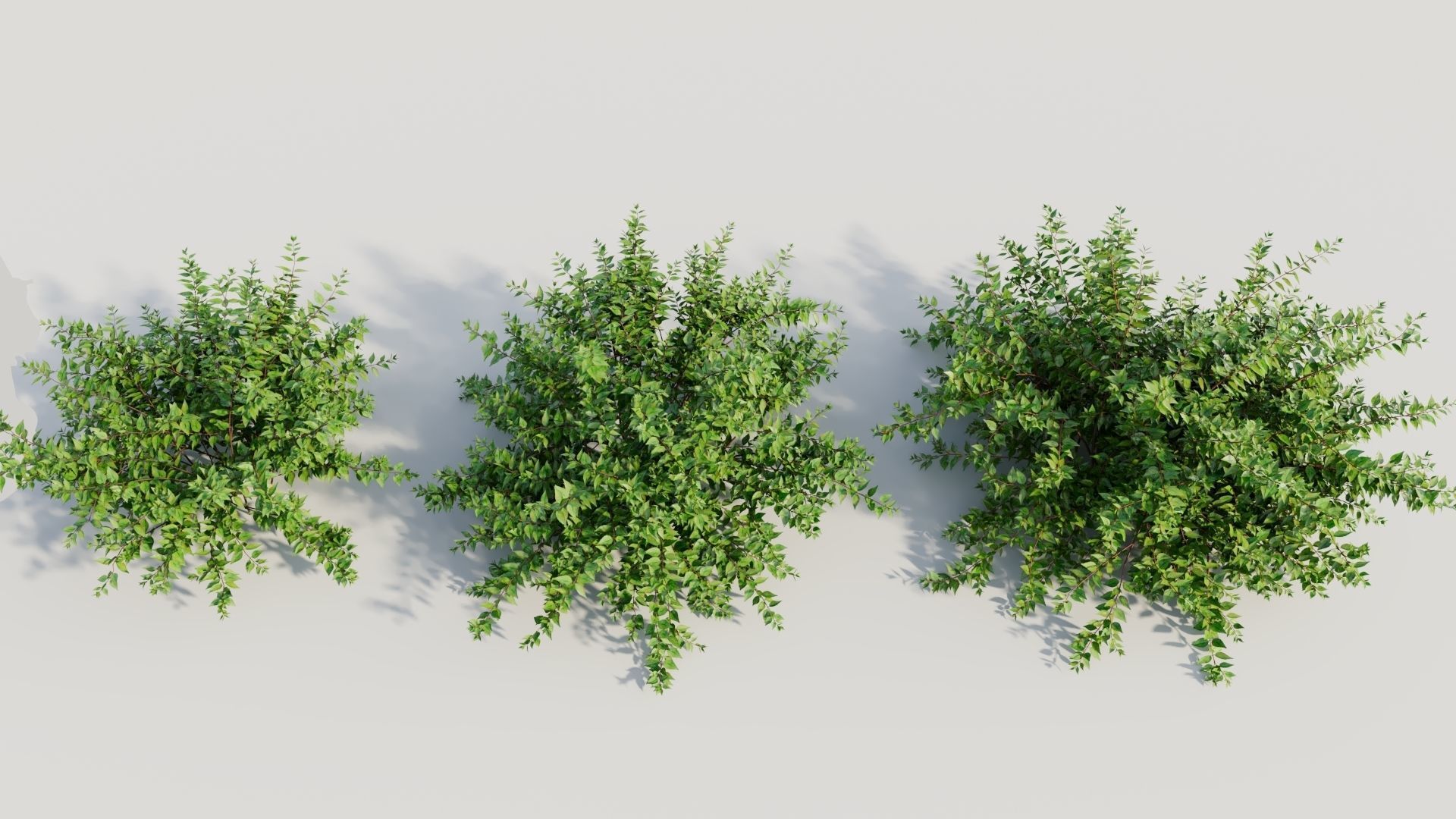 Abelia X Grandiflora a 3D model_2