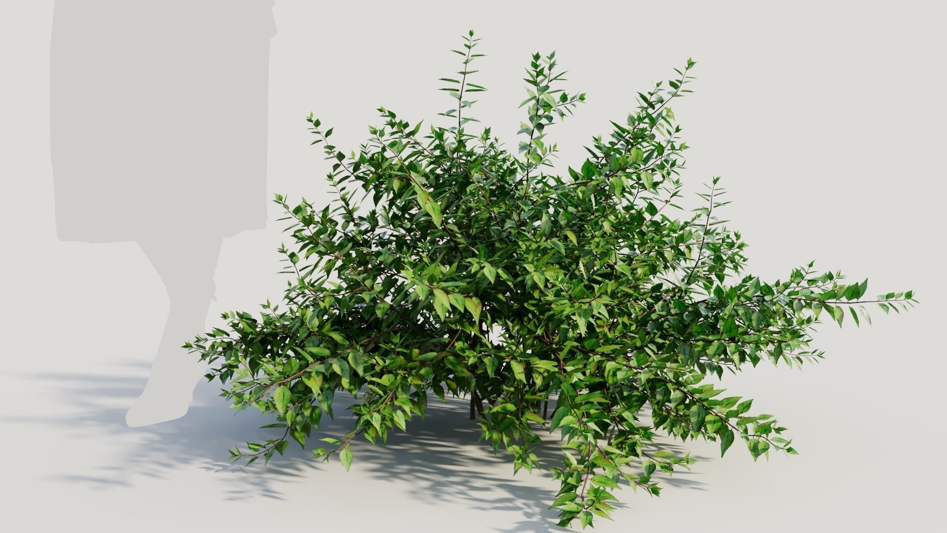 Abelia X Grandiflora a 3D model_6