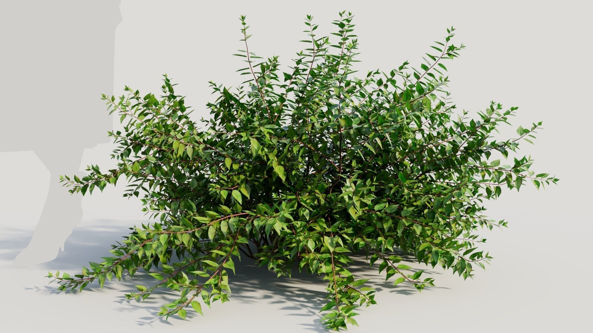 Abelia X Grandiflora a 3D model_7