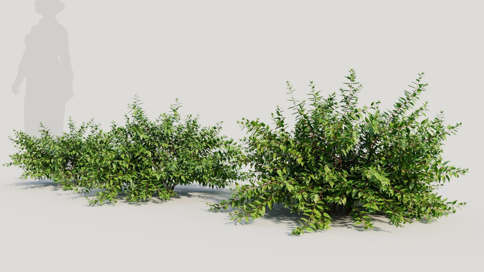 Abelia X Grandiflora a 3D model_1