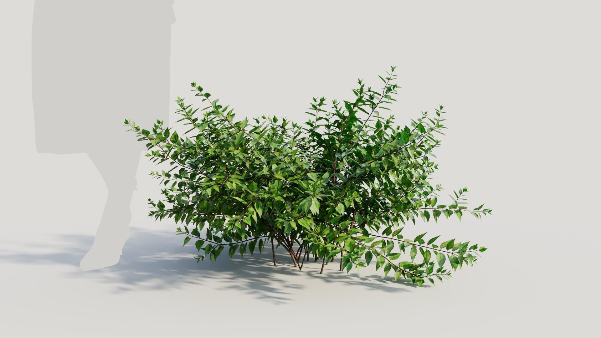 Abelia X Grandiflora a 3D model_5