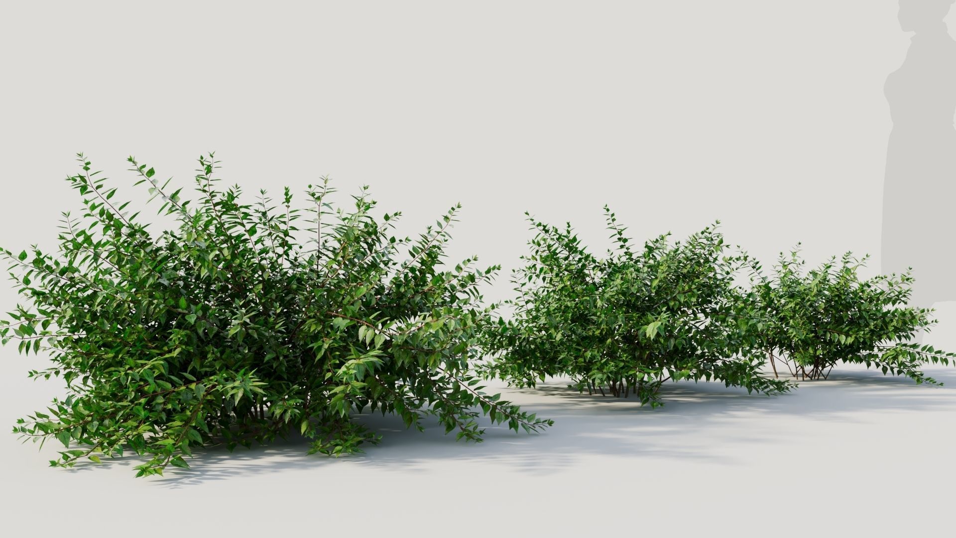 Abelia X Grandiflora a 3D model_4
