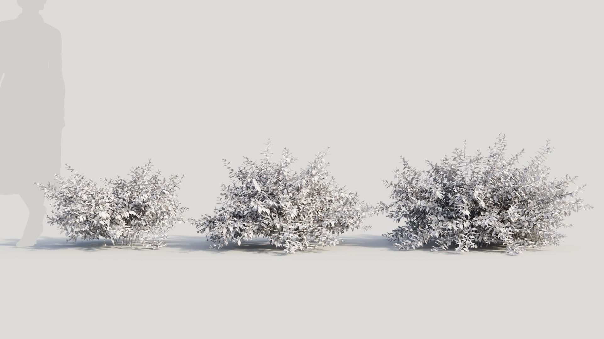 Abelia X Grandiflora a 3D model_8