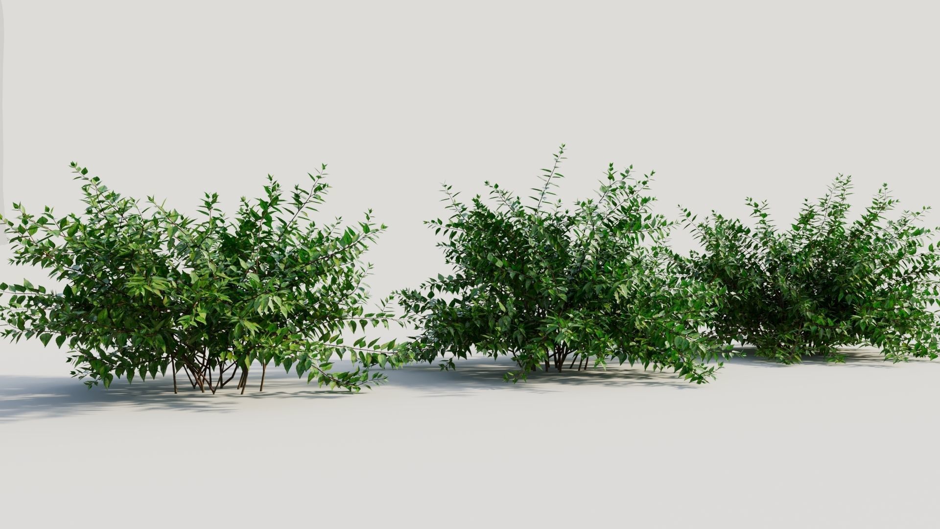 Abelia X Grandiflora a 3D model_3