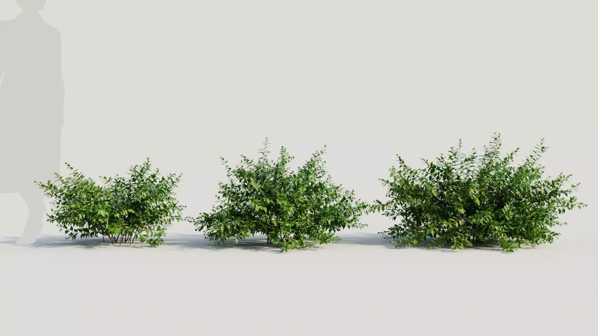 Abelia X Grandiflora a 3D model_0