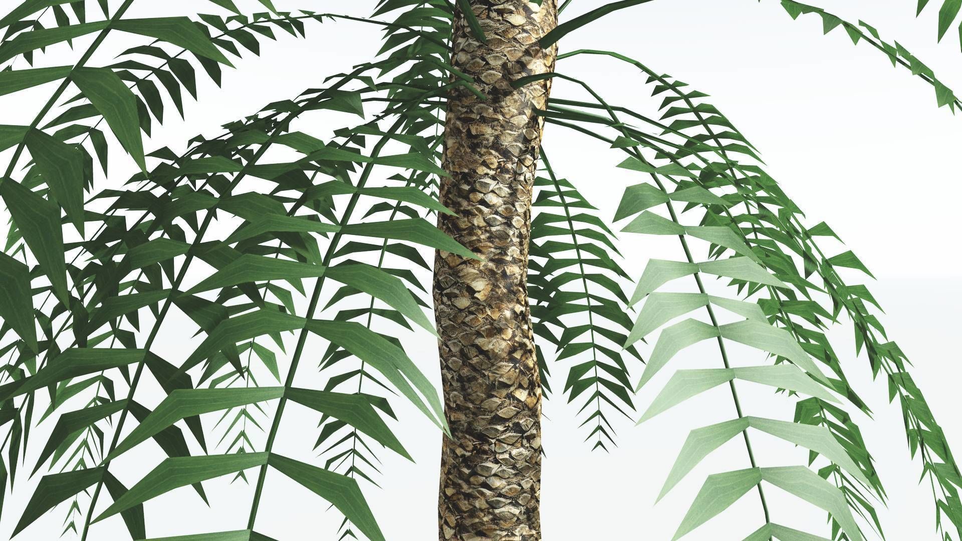 EVERYPlant Date Palm LowPoly 3 --16 Models-- Low-poly 3D model_5