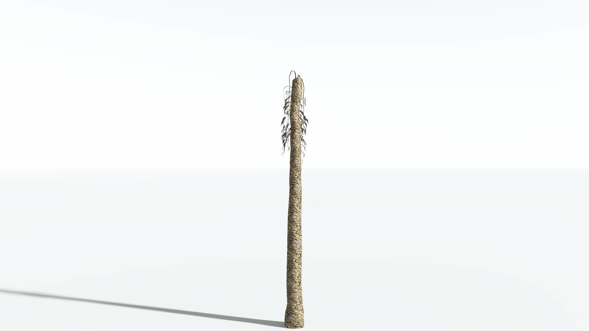 EVERYPlant Date Palm LowPoly 3 --16 Models-- Low-poly 3D model_10