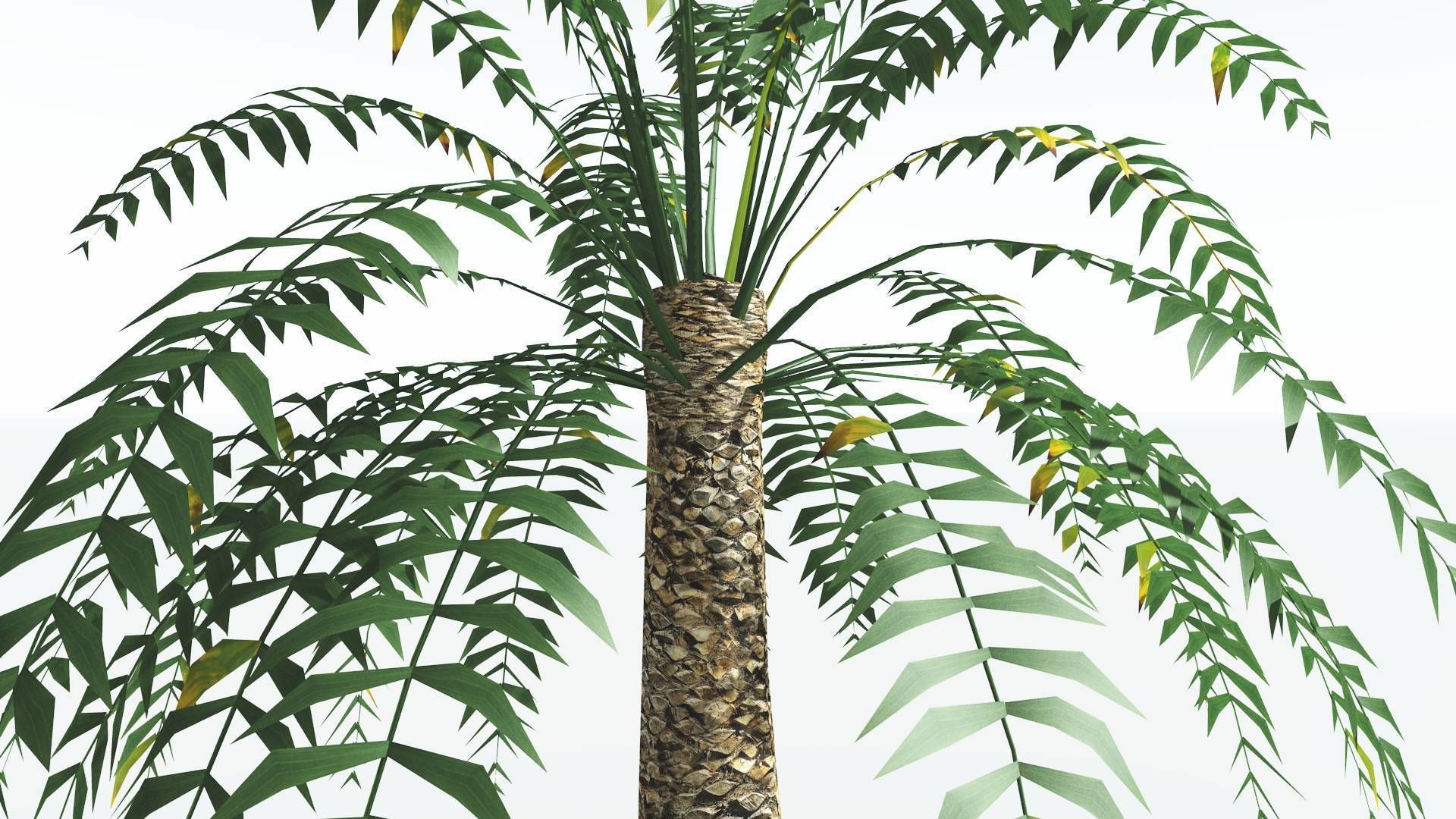 EVERYPlant Date Palm LowPoly 3 --16 Models-- Low-poly 3D model_19