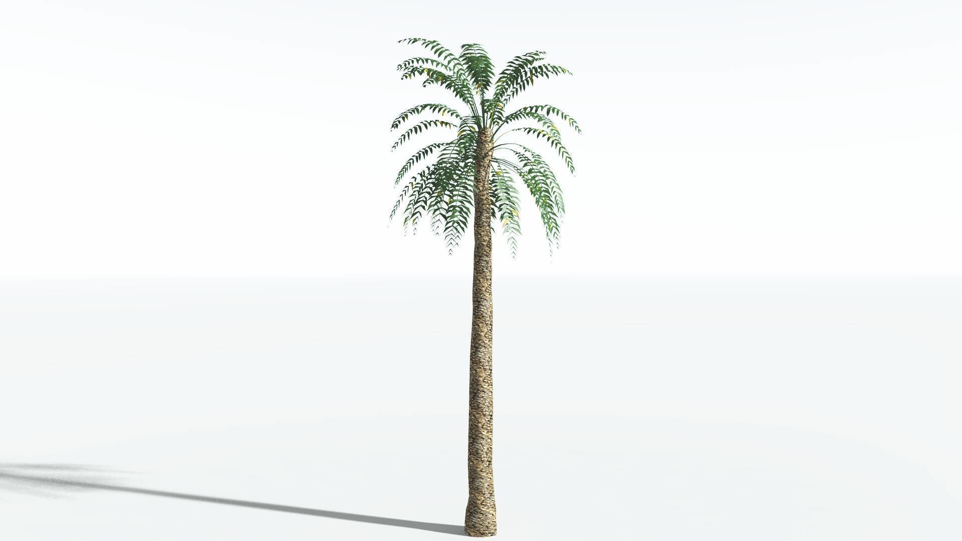 EVERYPlant Date Palm LowPoly 3 --16 Models-- Low-poly 3D model_2