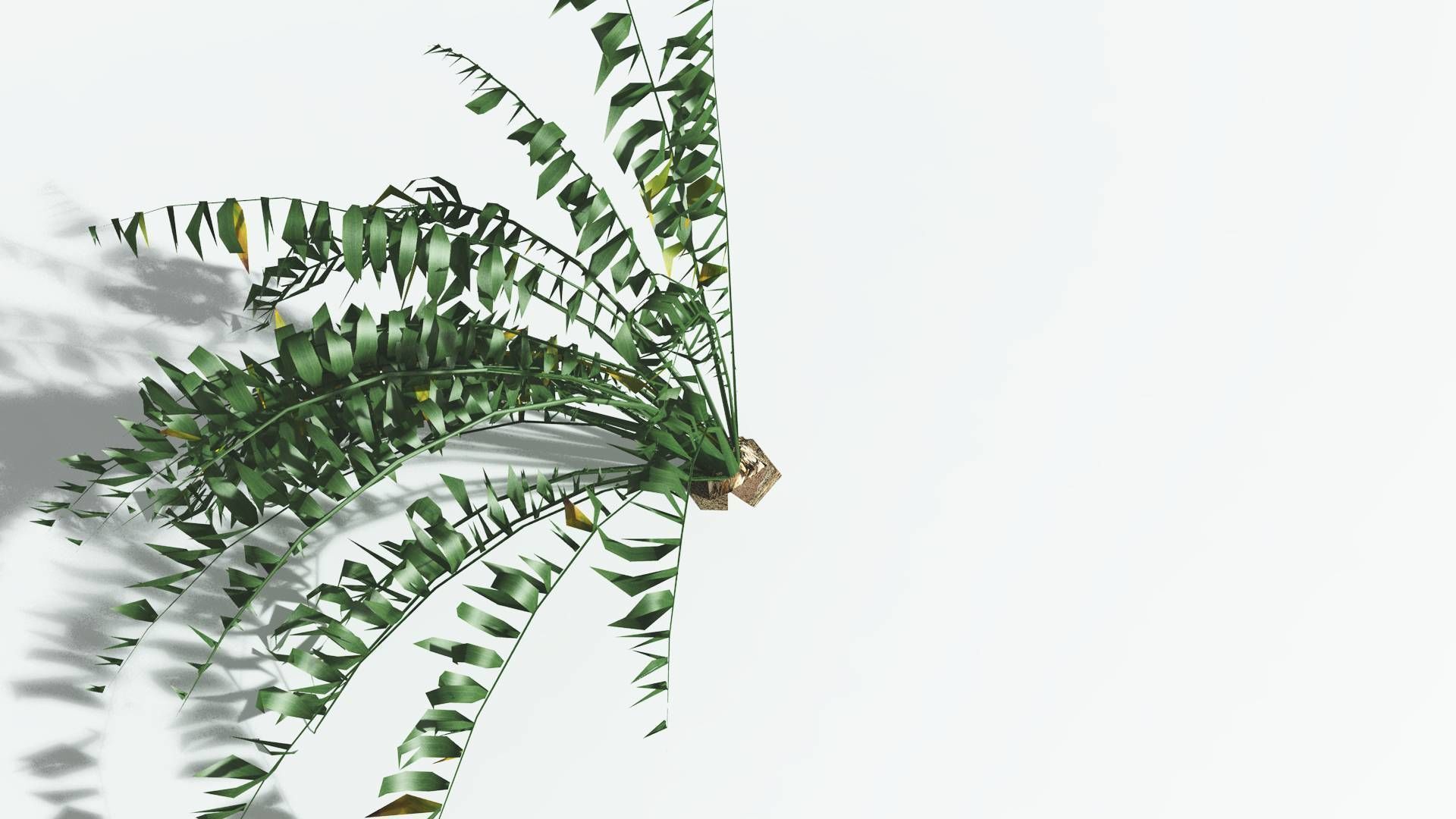 EVERYPlant Date Palm LowPoly 3 --16 Models-- Low-poly 3D model_23