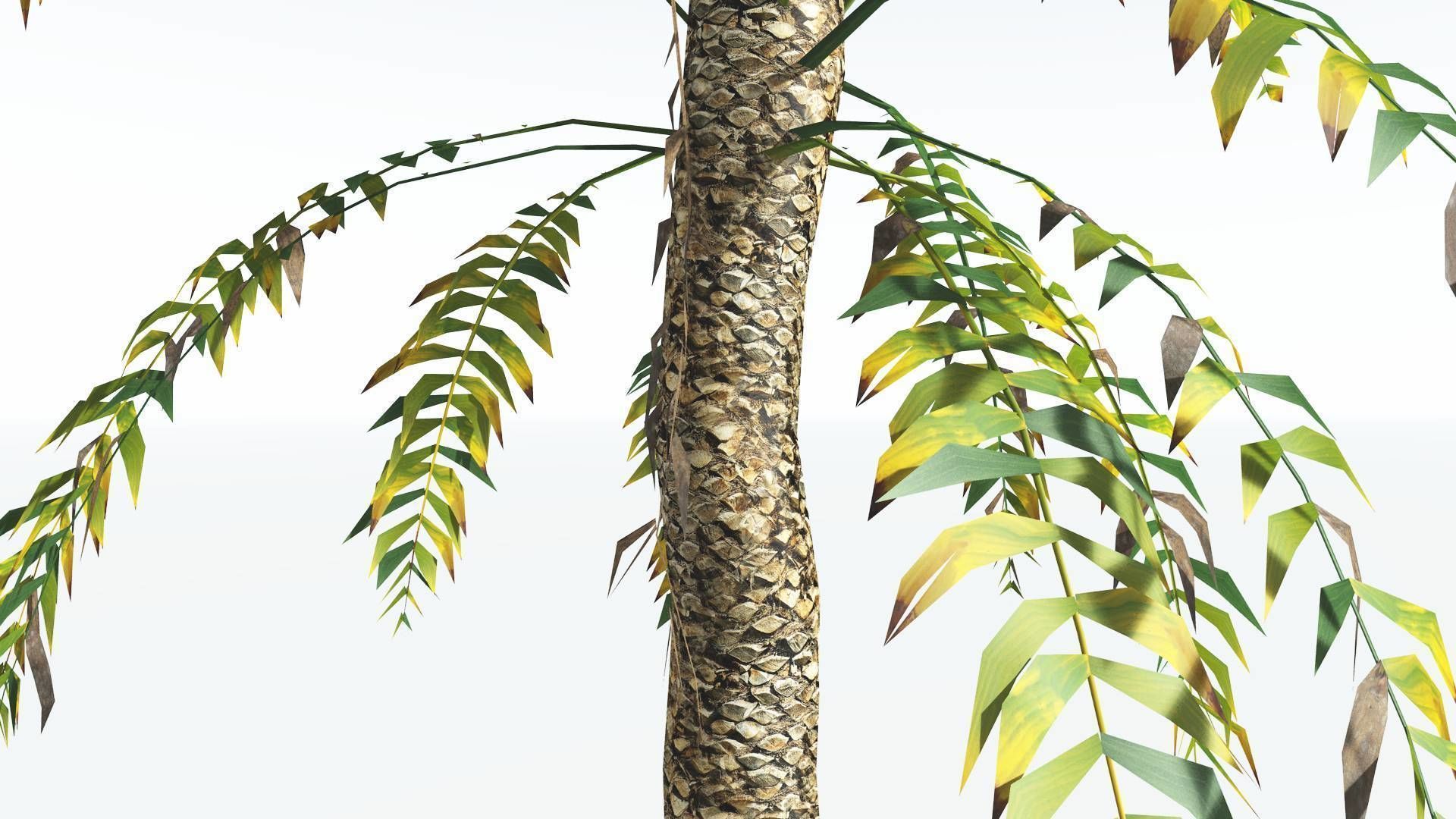 EVERYPlant Date Palm LowPoly 3 --16 Models-- Low-poly 3D model_9