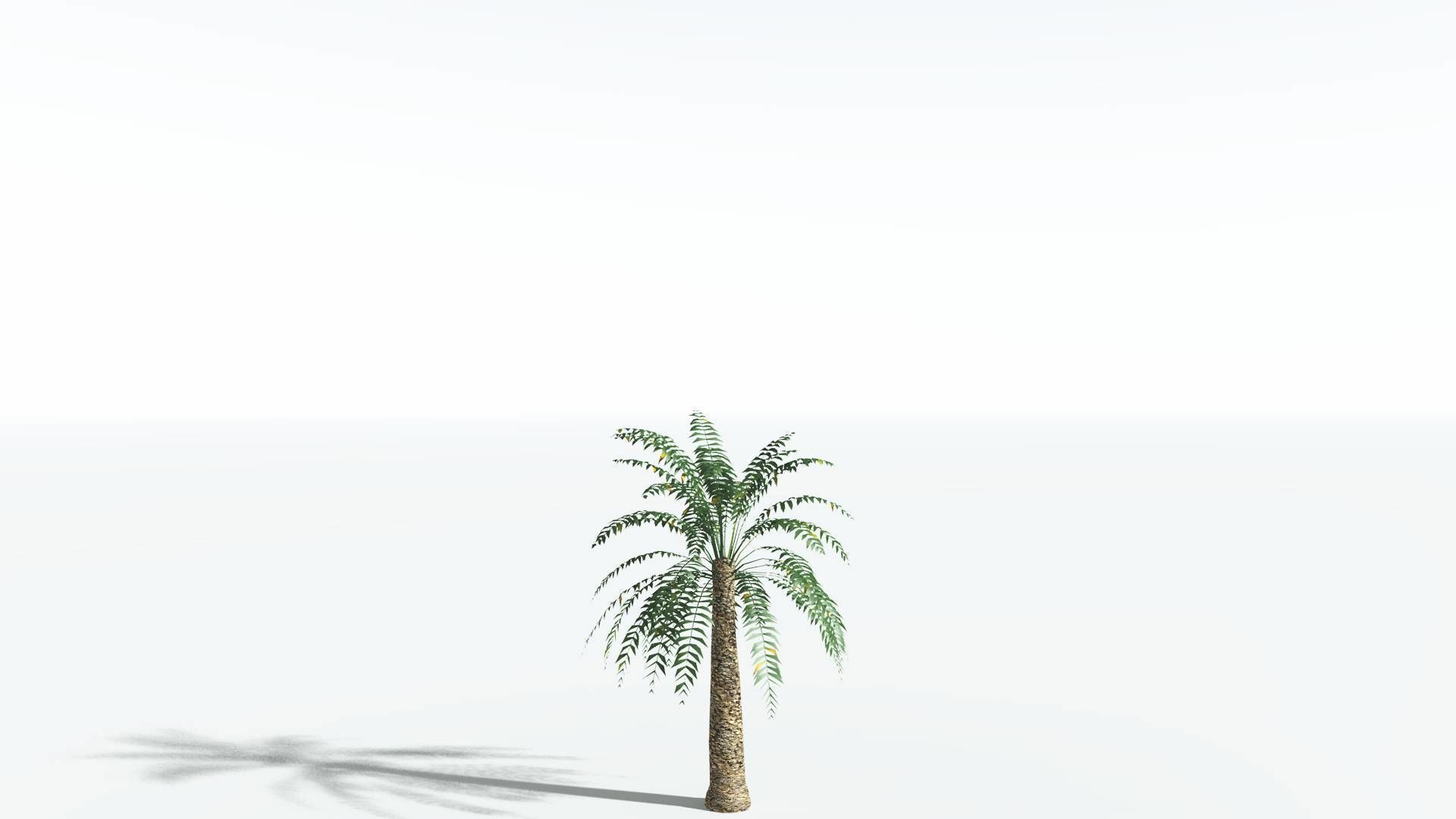 EVERYPlant Date Palm LowPoly 3 --16 Models-- Low-poly 3D model_18