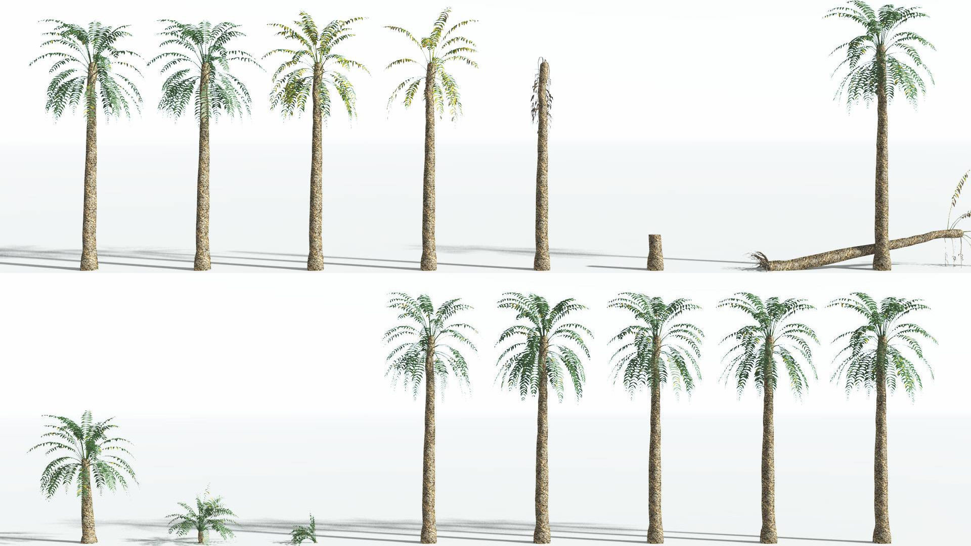 EVERYPlant Date Palm LowPoly 3 --16 Models-- Low-poly 3D model_1
