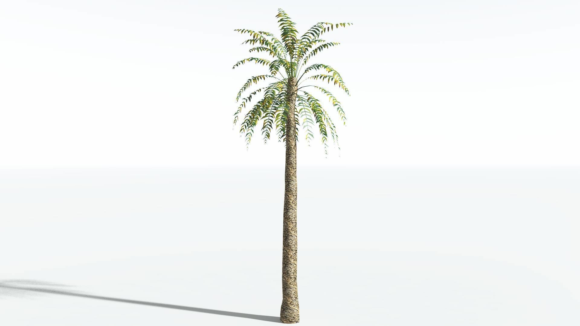EVERYPlant Date Palm LowPoly 3 --16 Models-- Low-poly 3D model_6