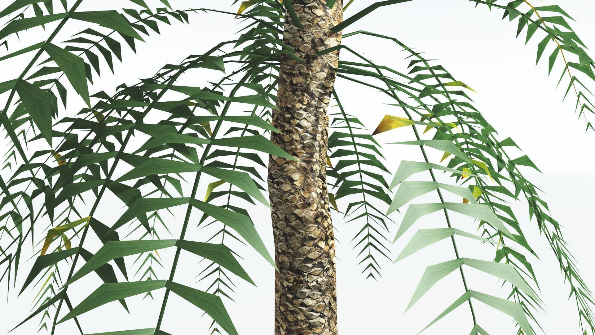EVERYPlant Date Palm LowPoly 3 --16 Models-- Low-poly 3D model_25