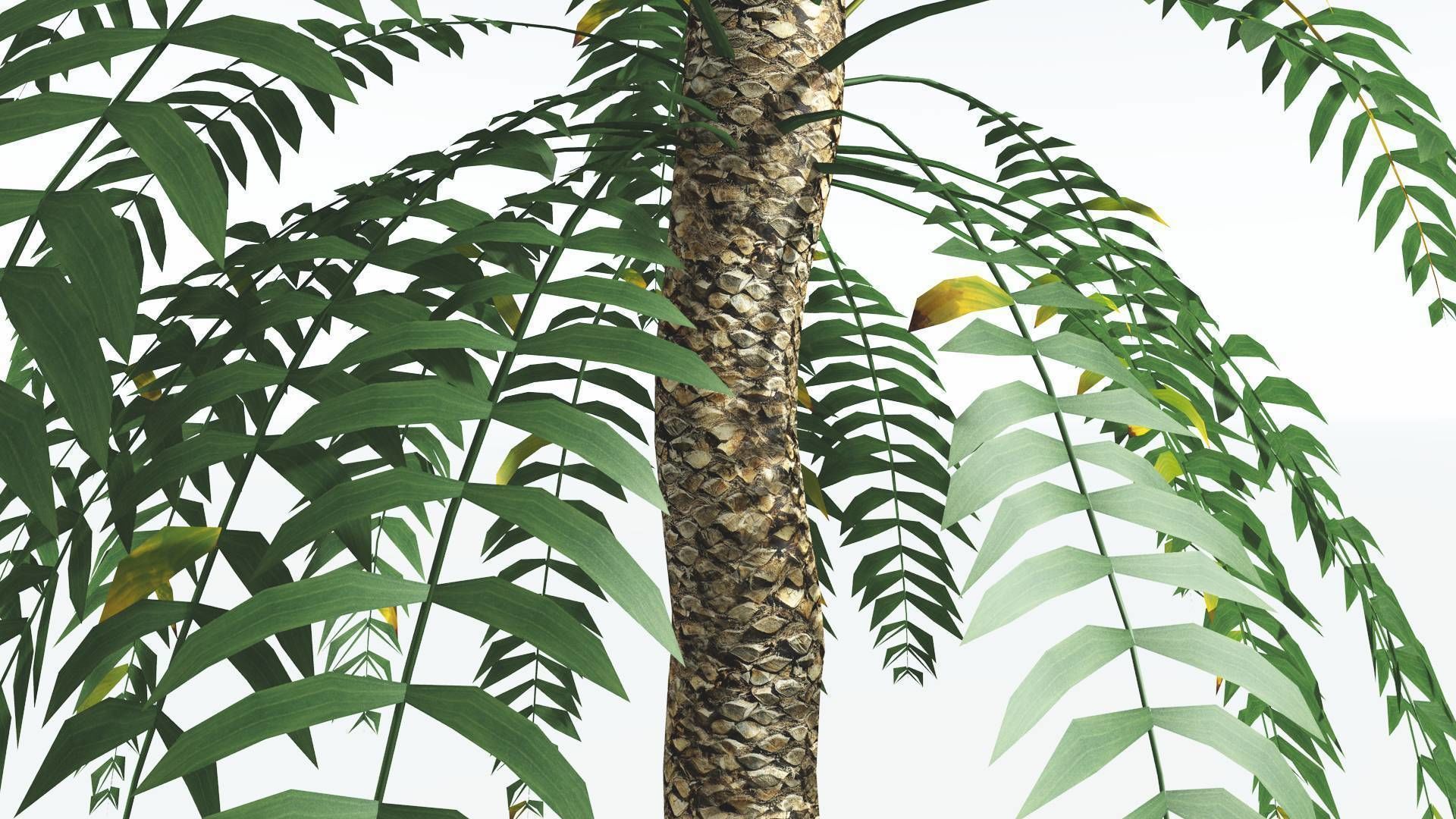 EVERYPlant Date Palm LowPoly 3 --16 Models-- Low-poly 3D model_27