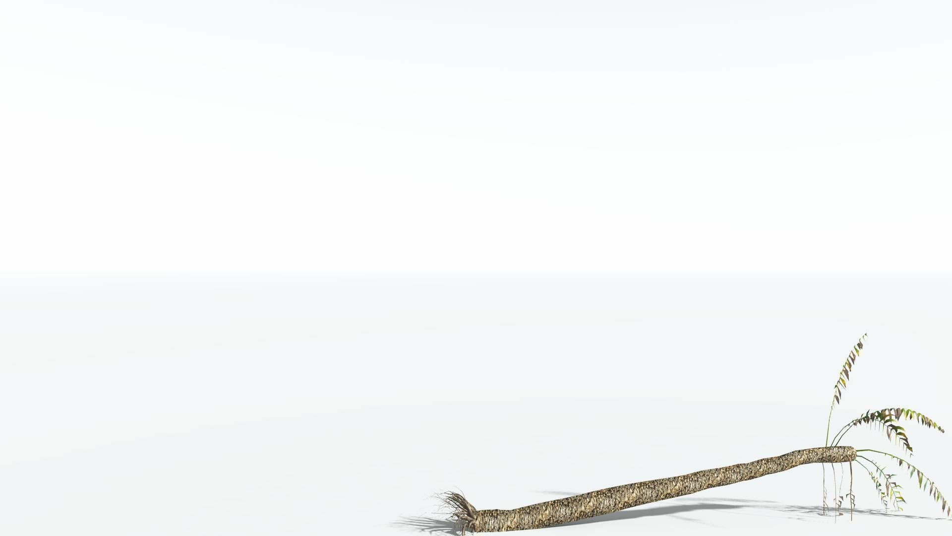 EVERYPlant Date Palm LowPoly 3 --16 Models-- Low-poly 3D model_14